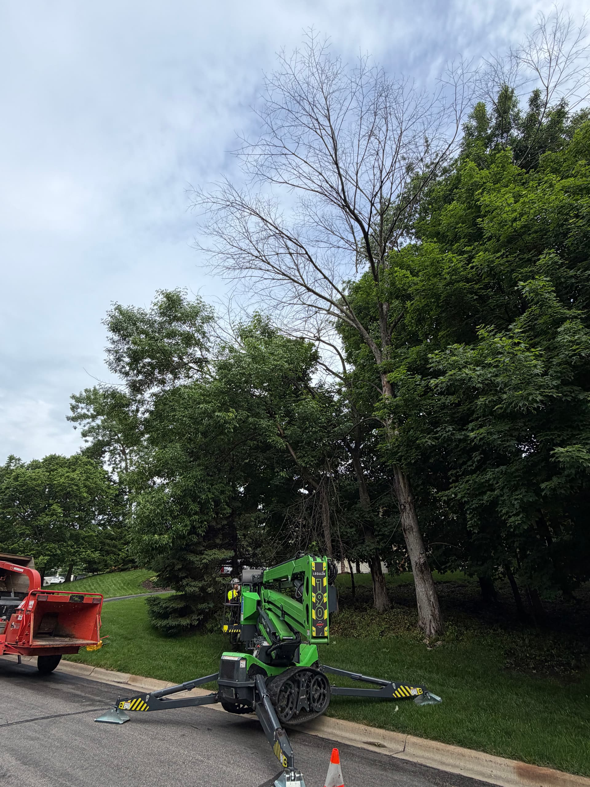 Removing Dead Elm Trees in Excelsior image