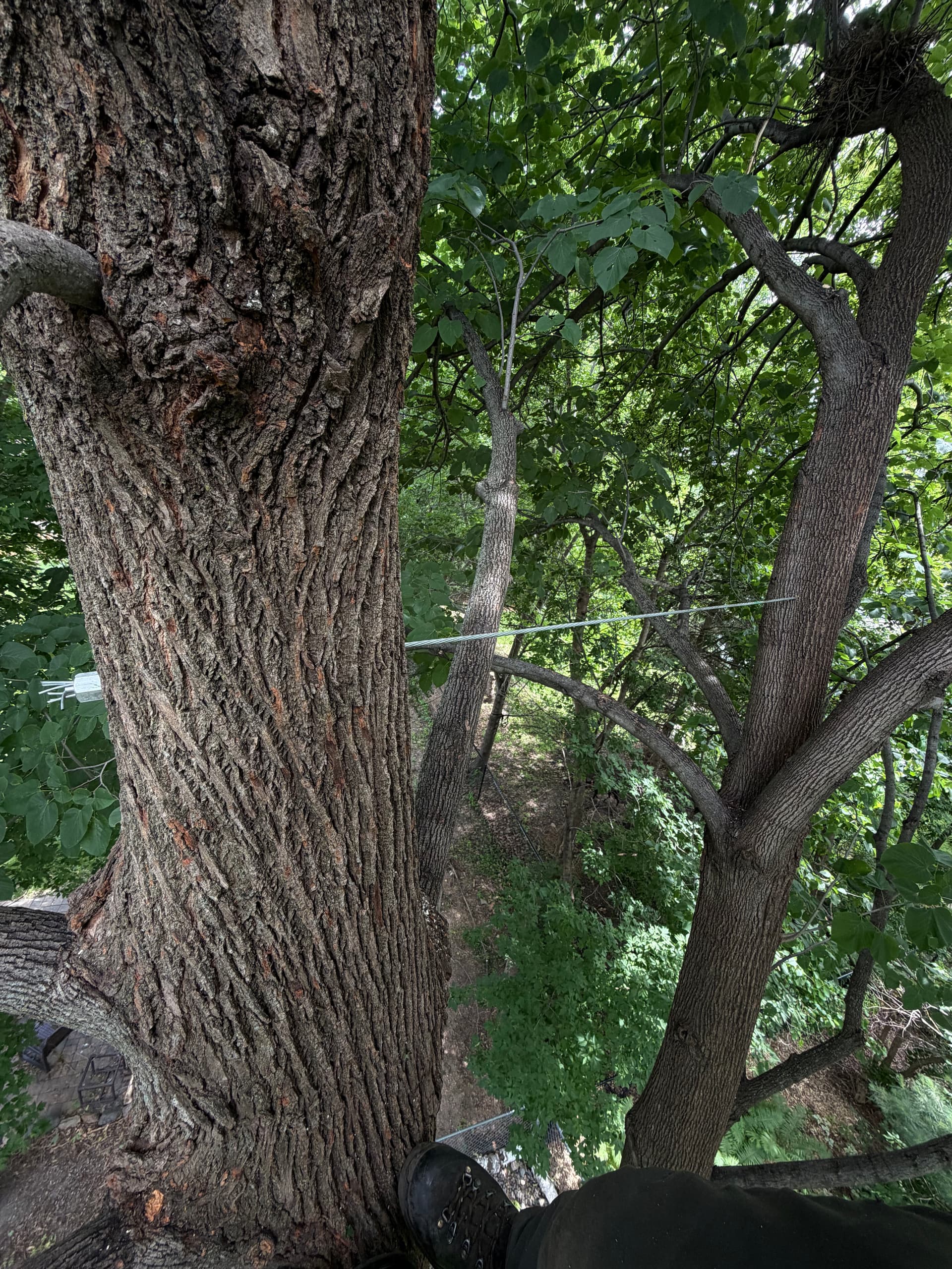 Cabling and Bracing and Pruning in Eden Prairie, MN image
