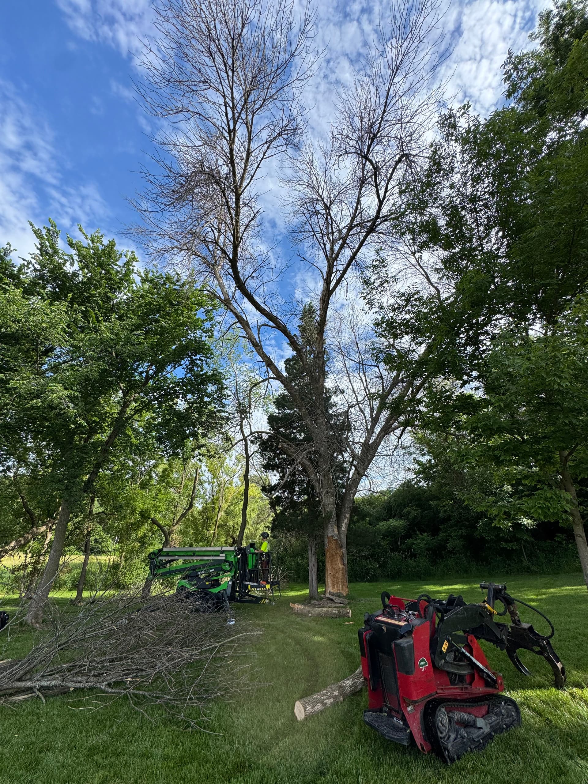 Dead Ash Tree Removal in Maple Plain, MN image