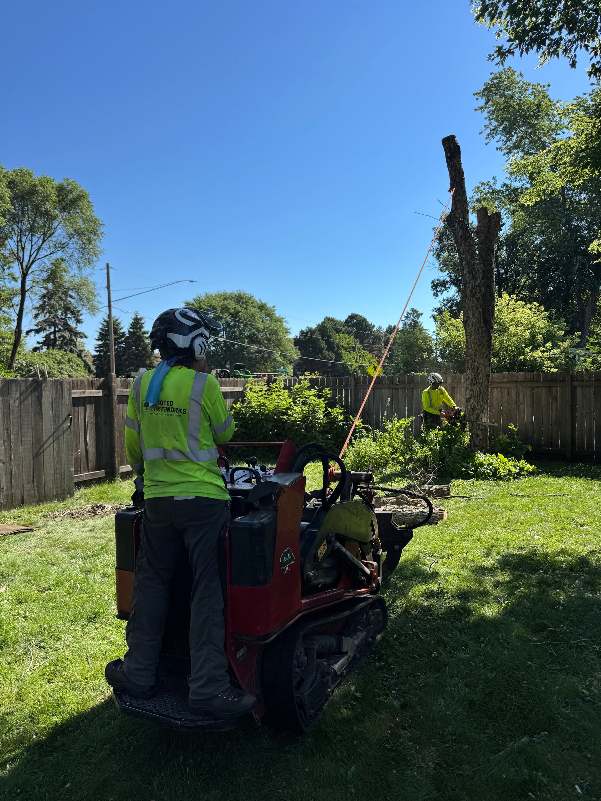 Backyard Dead Ash Removal image