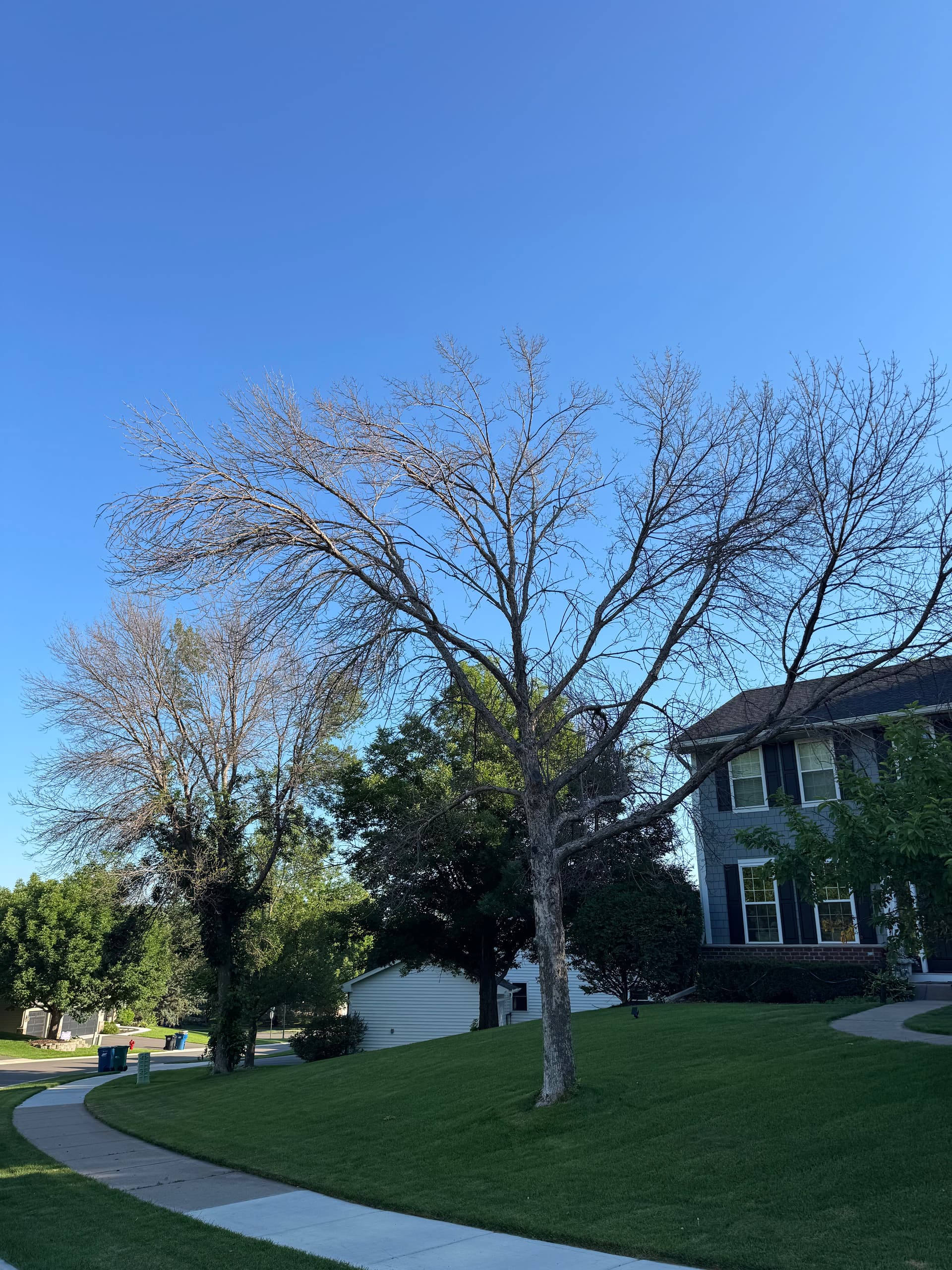 Removal of Front Yard Dead Ash Trees image