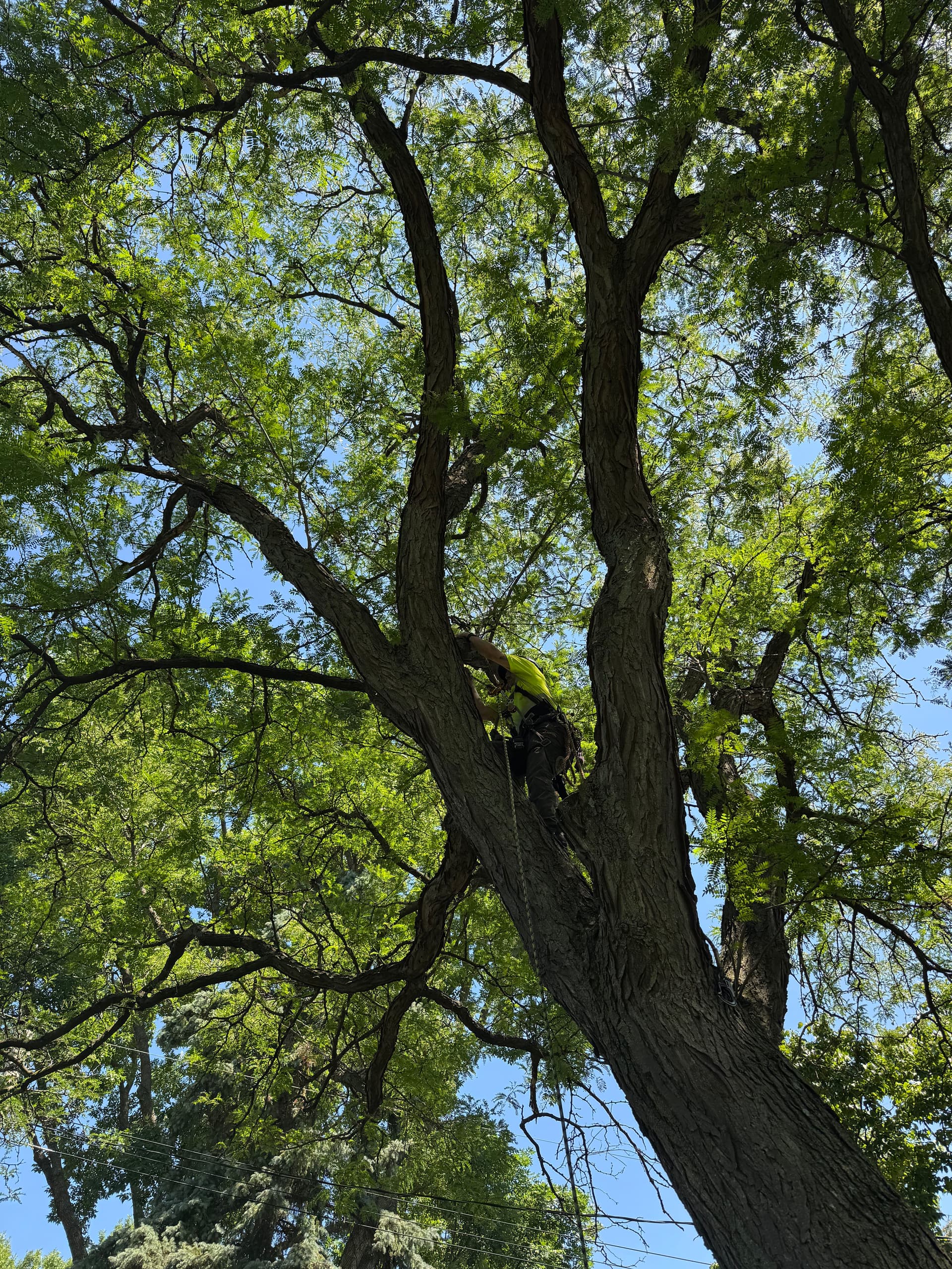 Tree Pruning and Line Clearance image