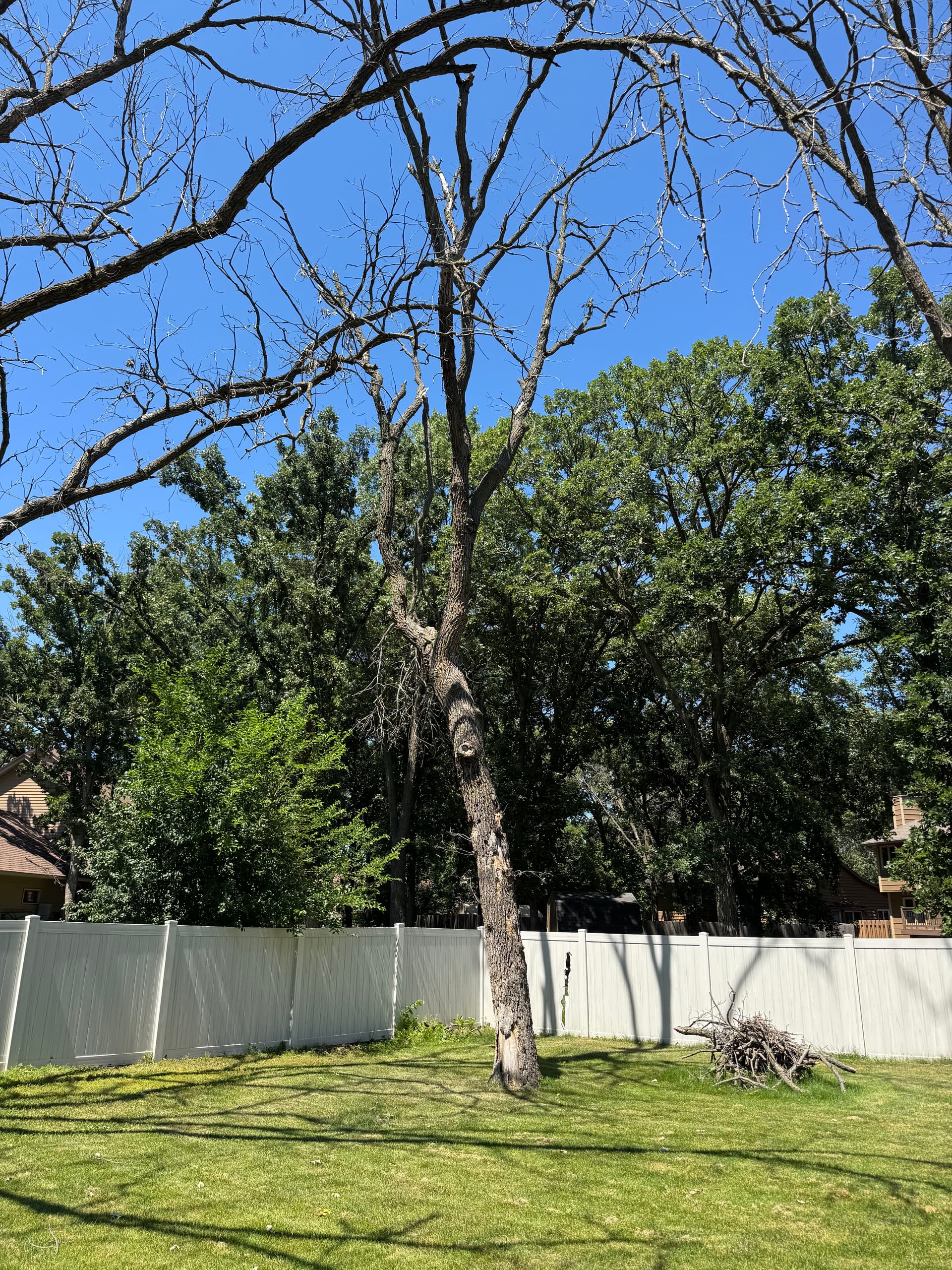 Hazardous Dead Oak Removal image