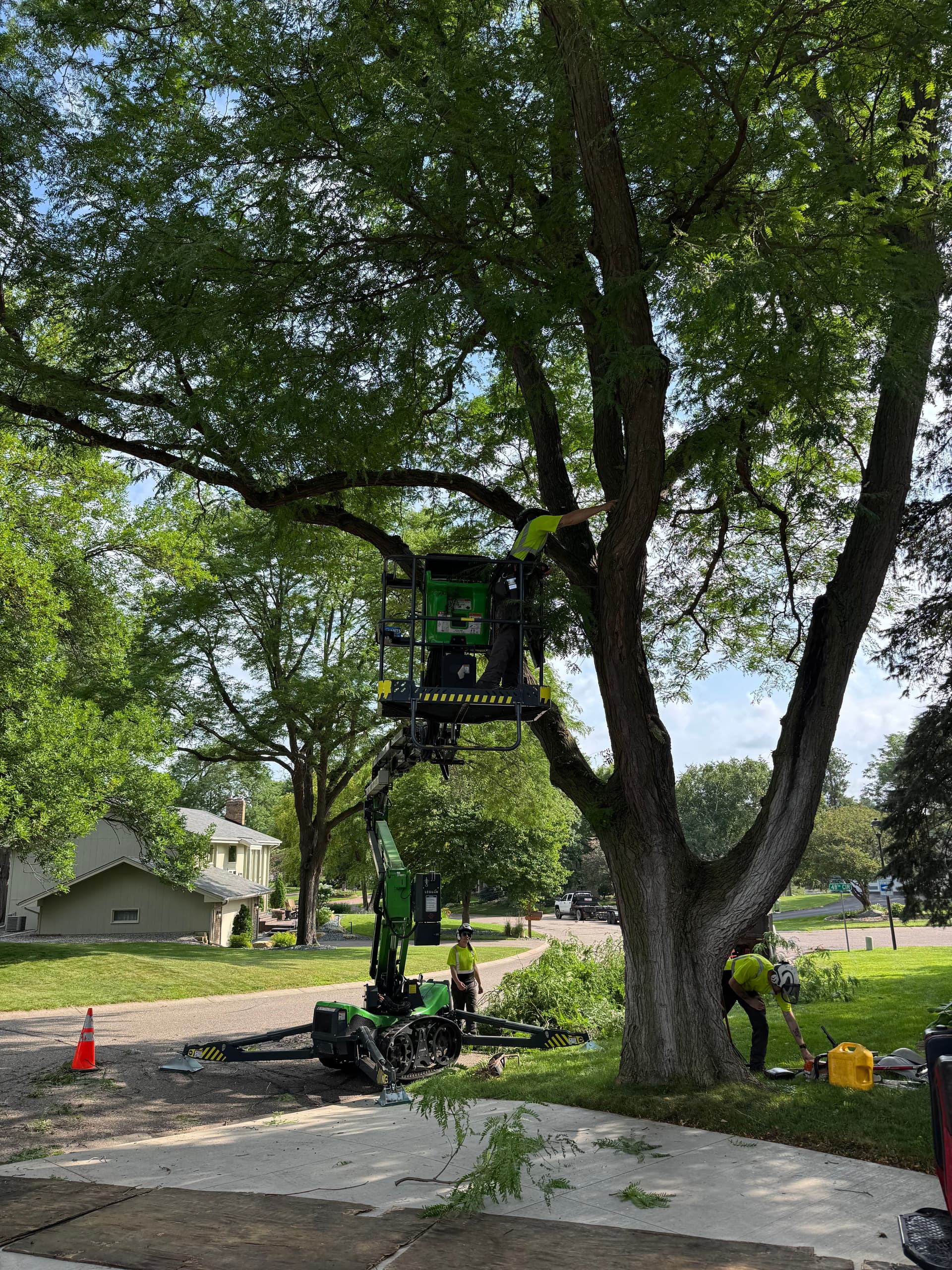 Pruning of Multiple Trees in Plymouth image
