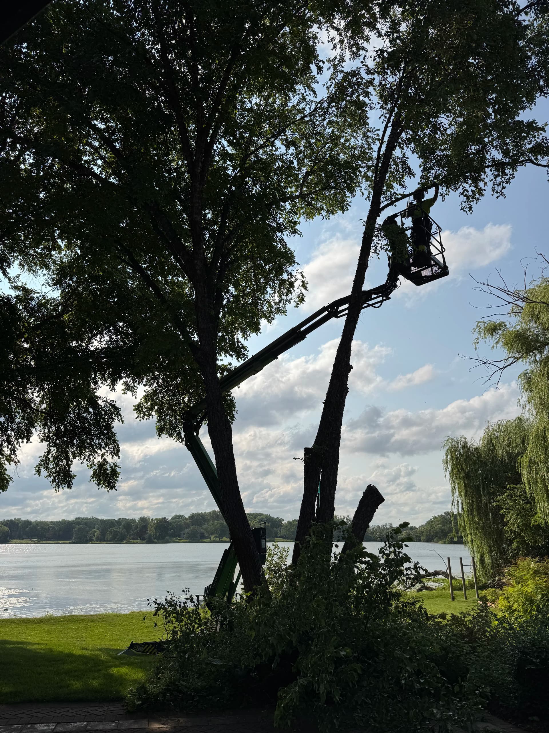 Blog post Birch Tree Removals in North Oaks Neighborhood image