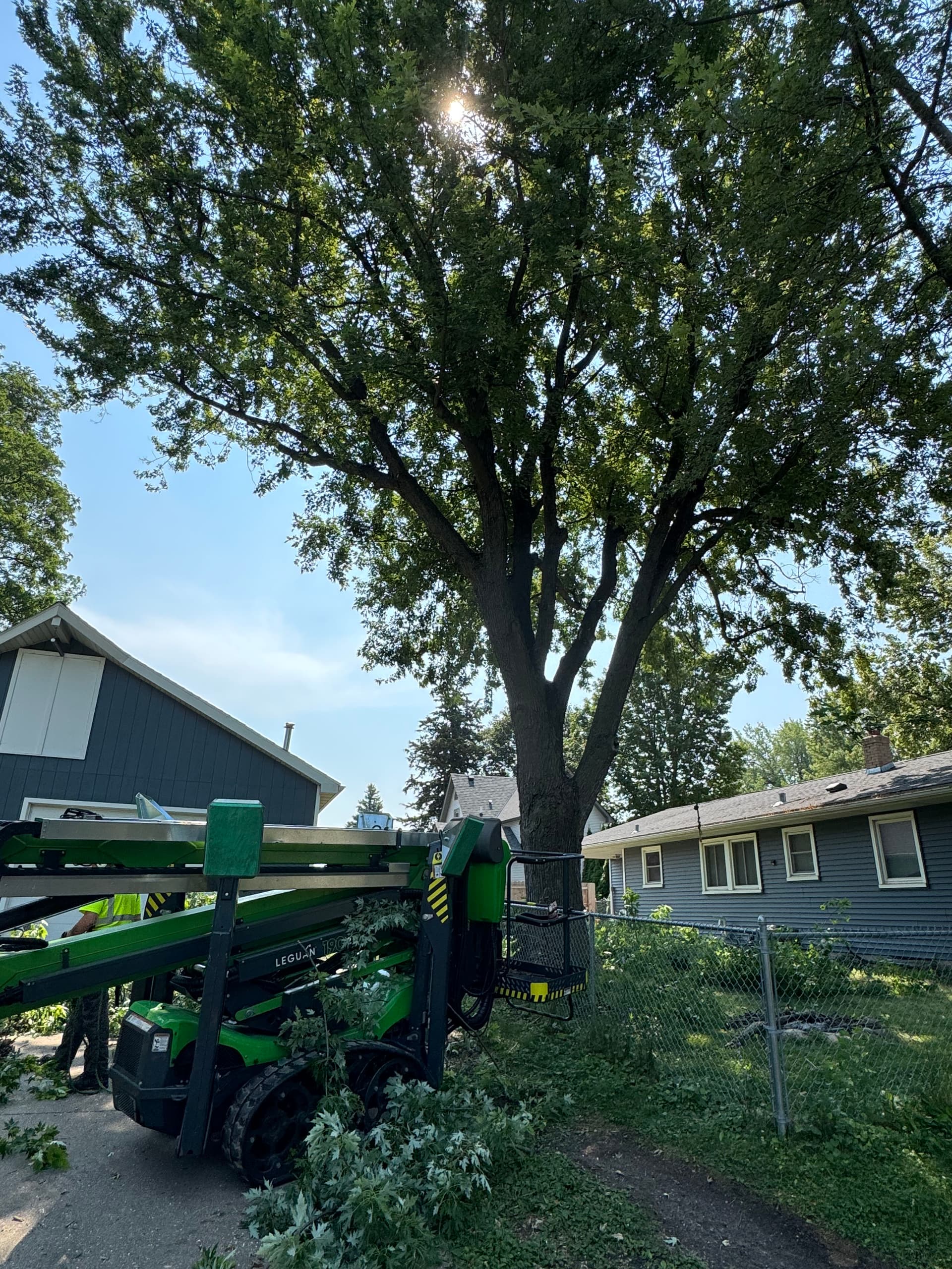 Canopy Pruning of 5 Trees in Watertown image