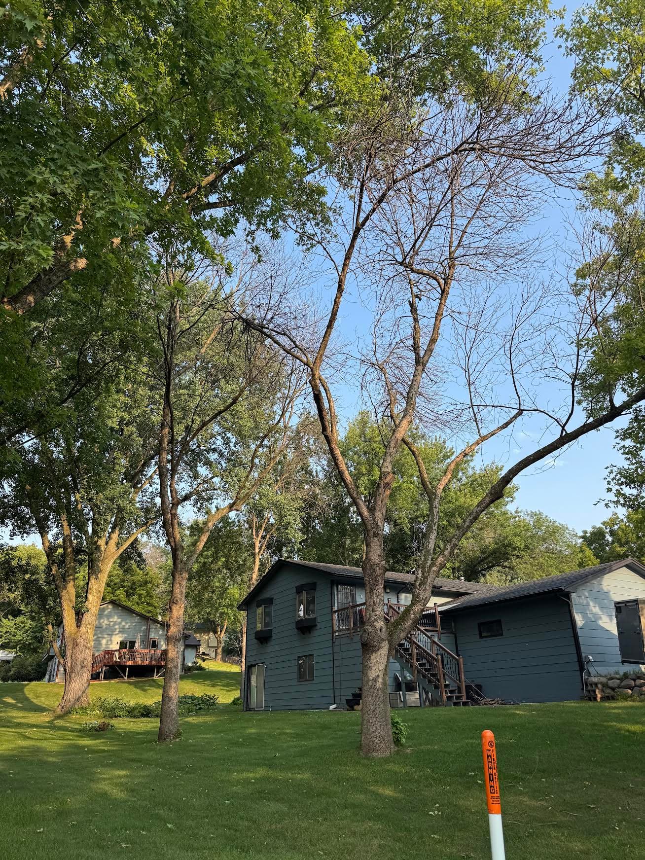 Backyard Removal of Dead Ash Trees in Chaska image