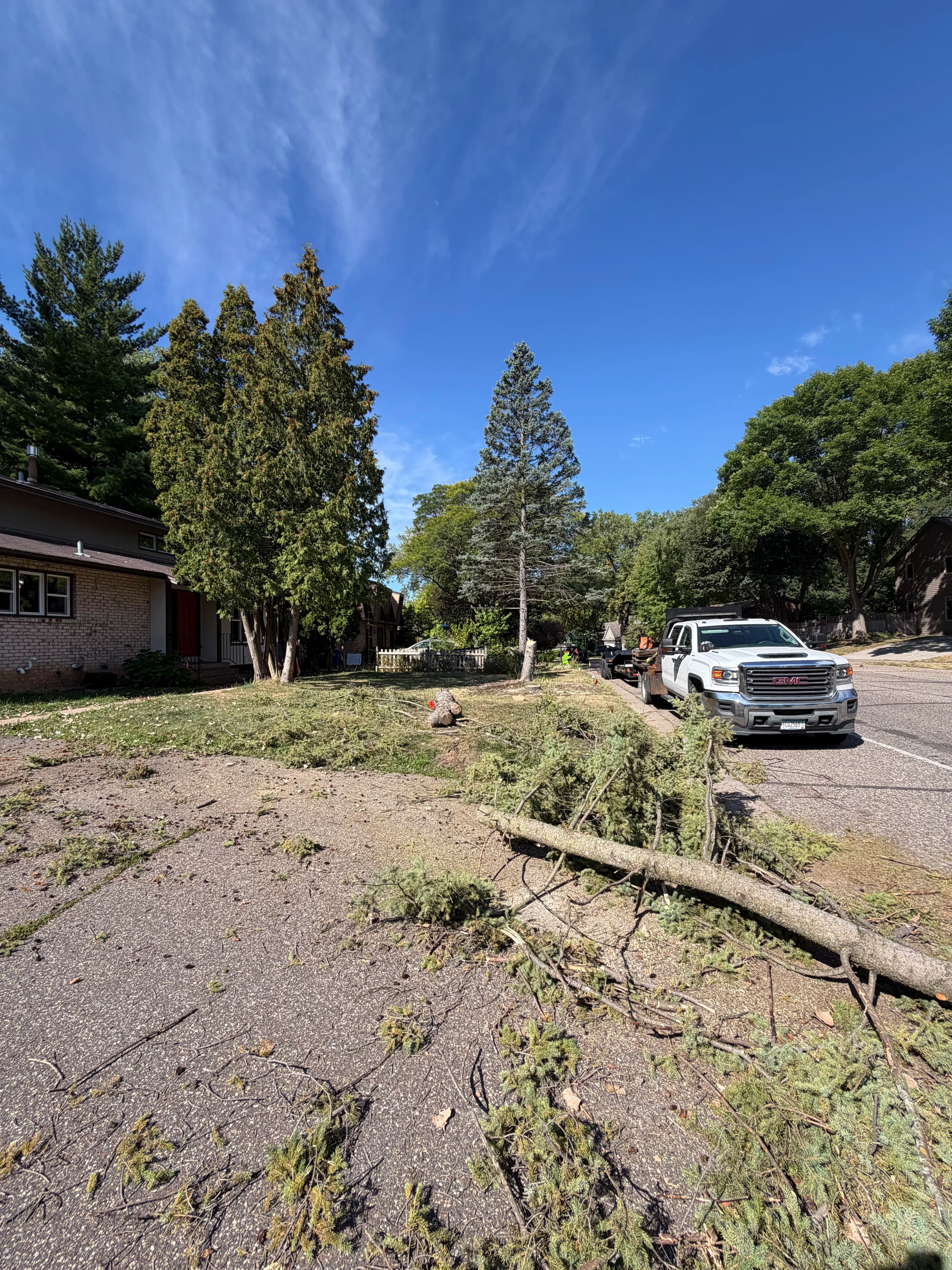 Featured post - Two dying Pine Removals in New Brighton, MN