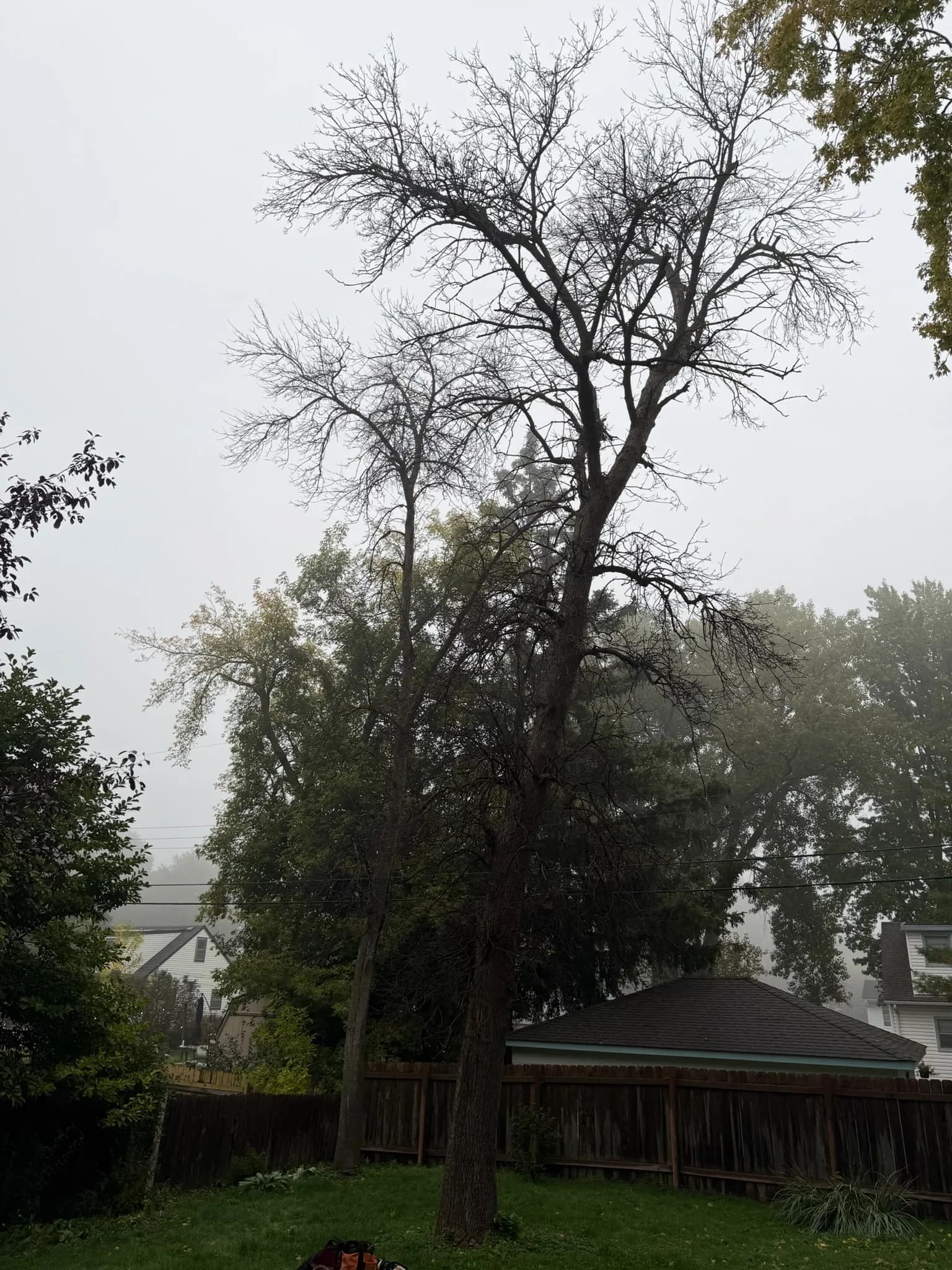 Two Diseased Ash Removals with no equipment access in Minneapolis, MN image
