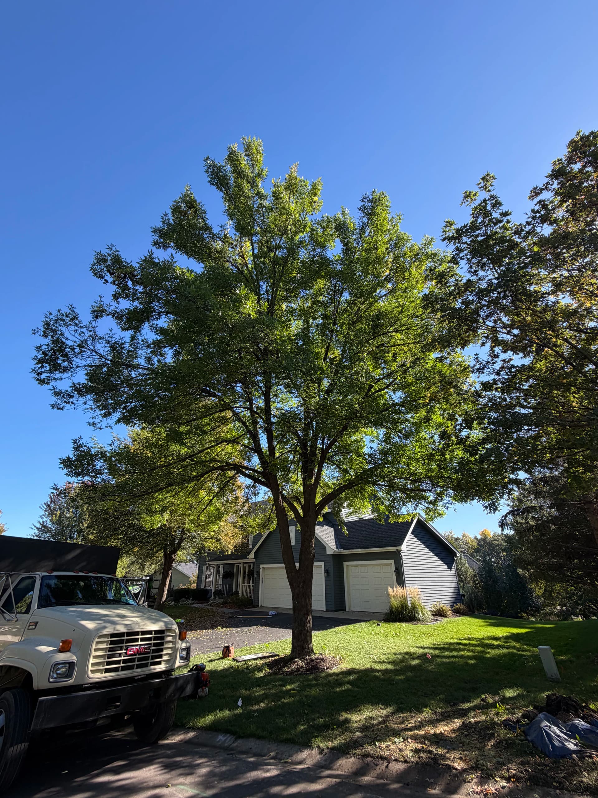 Tree Pruning in Apple Valley, MN image