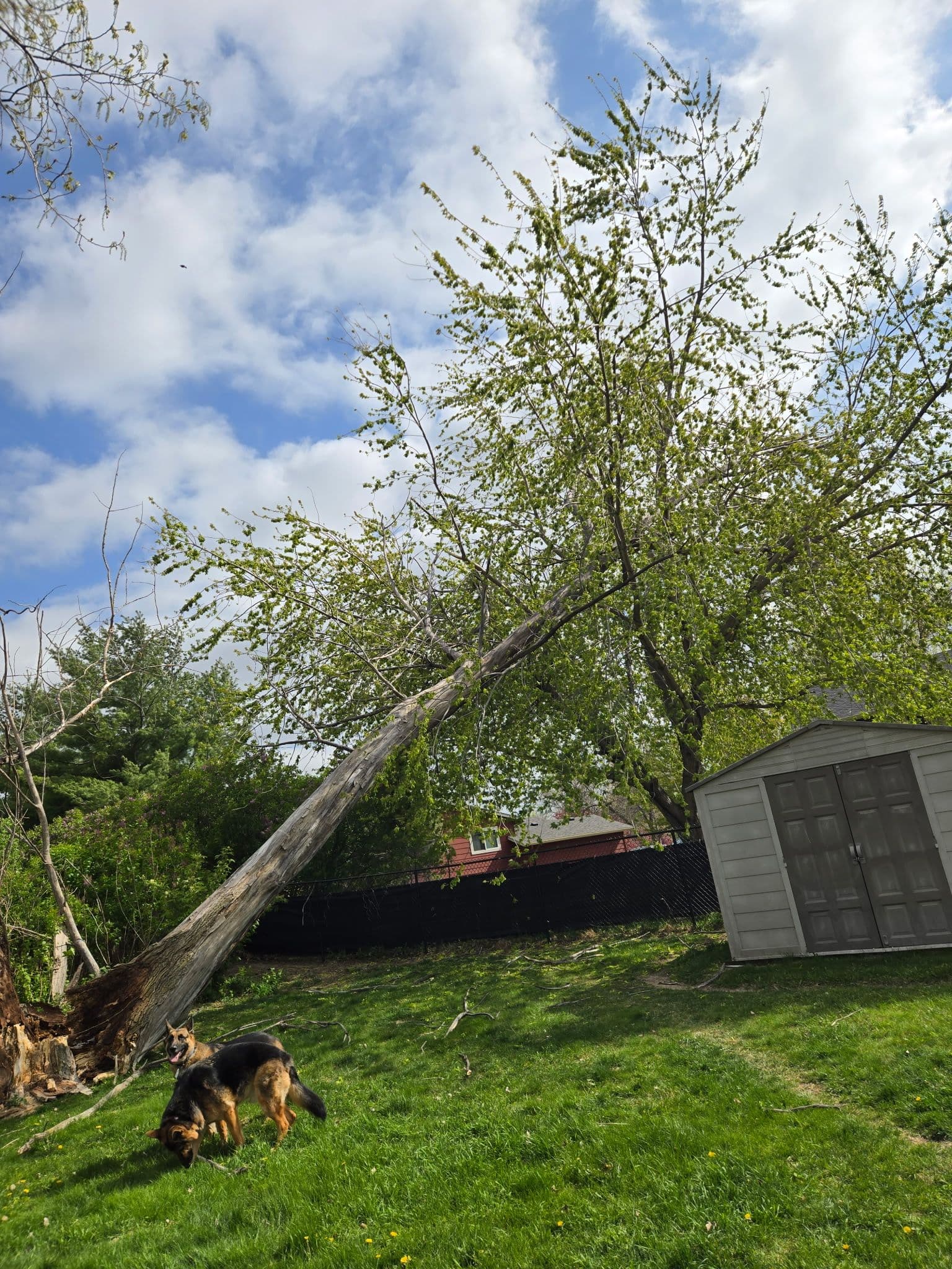 Project Storm-Damaged Poplar Removed with Crane Precision image