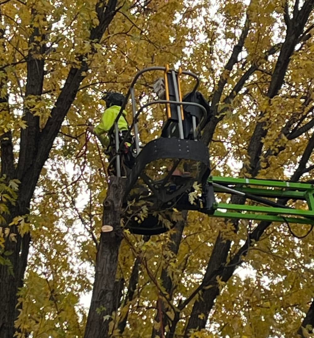 Tree maintenance worker in a lift, trimming branches among autumn-colored leaves.