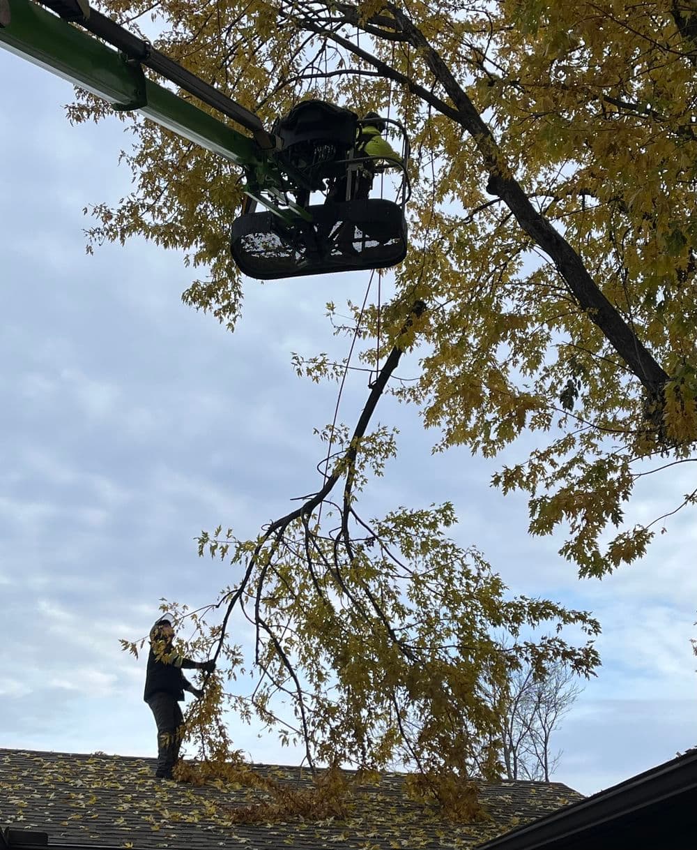 Tree trimming service using a lift, worker on roof removing branches in autumn.