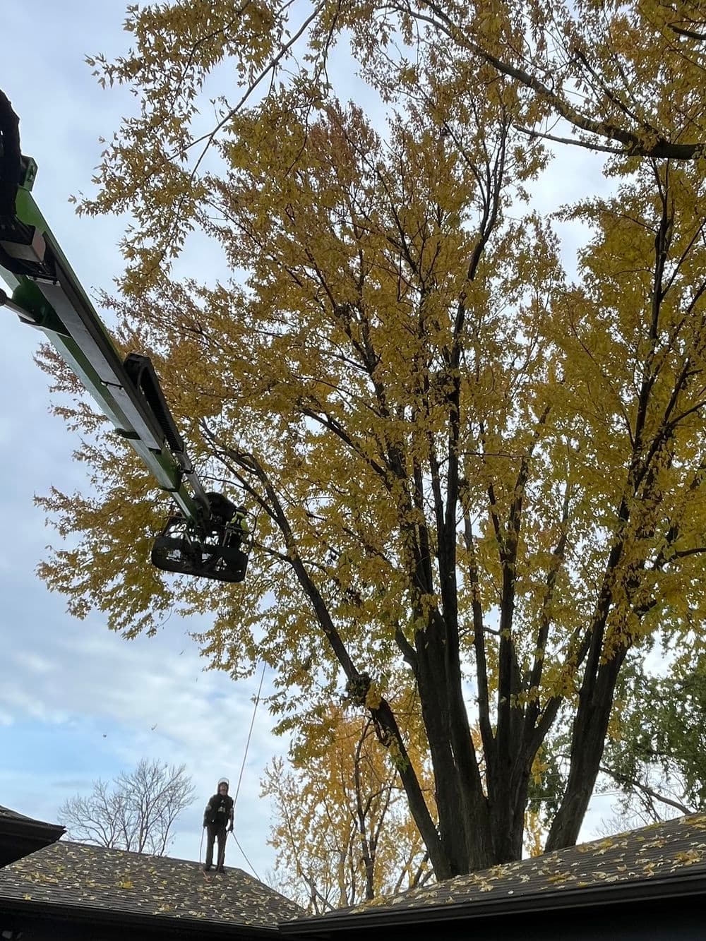 Tree trimming service in autumn, worker on roof with lift next to large yellow-leaved tree.