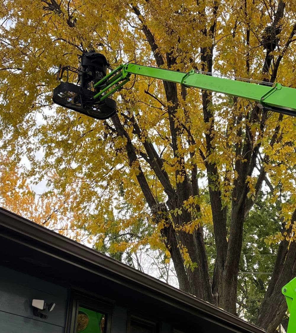 Green aerial lift trimming autumn leaves from a tall tree above a house.