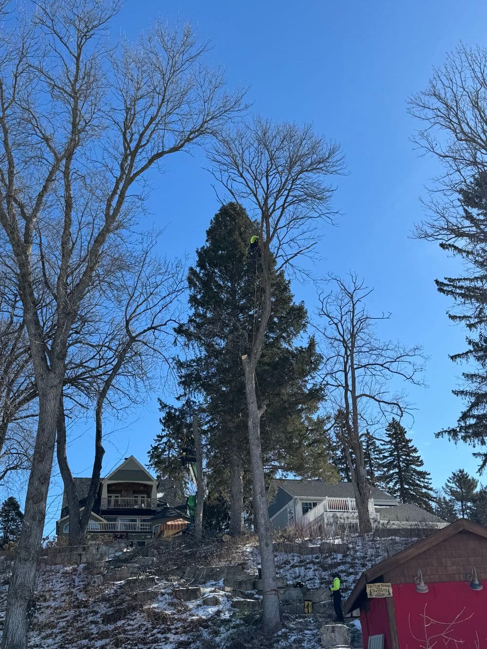A tall tree with bare branches overlooking a house and hillside under a clear blue sky.