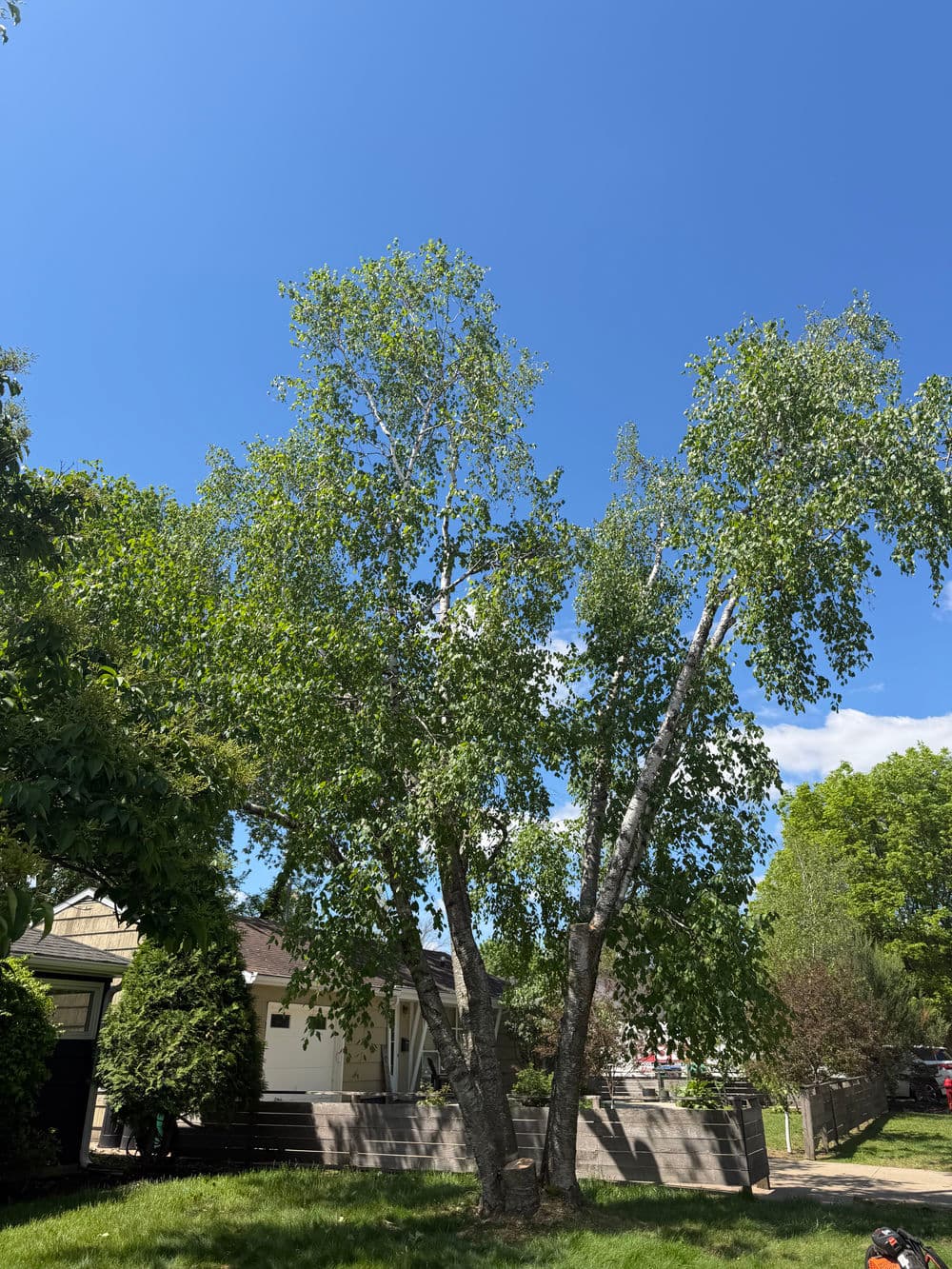 Project Saving a Sentimental Paper Birch in Minneapolis image