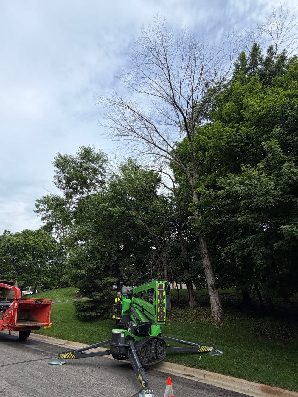 3 Dead Tree Removals in Excelsior With Minimal Property Impact image