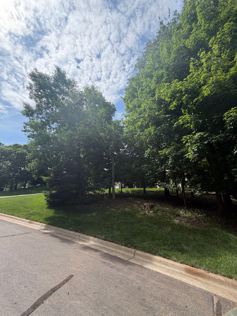 Gallery photos for 3 Dead Tree Removals in Excelsior With Minimal Property Impact: Image #2