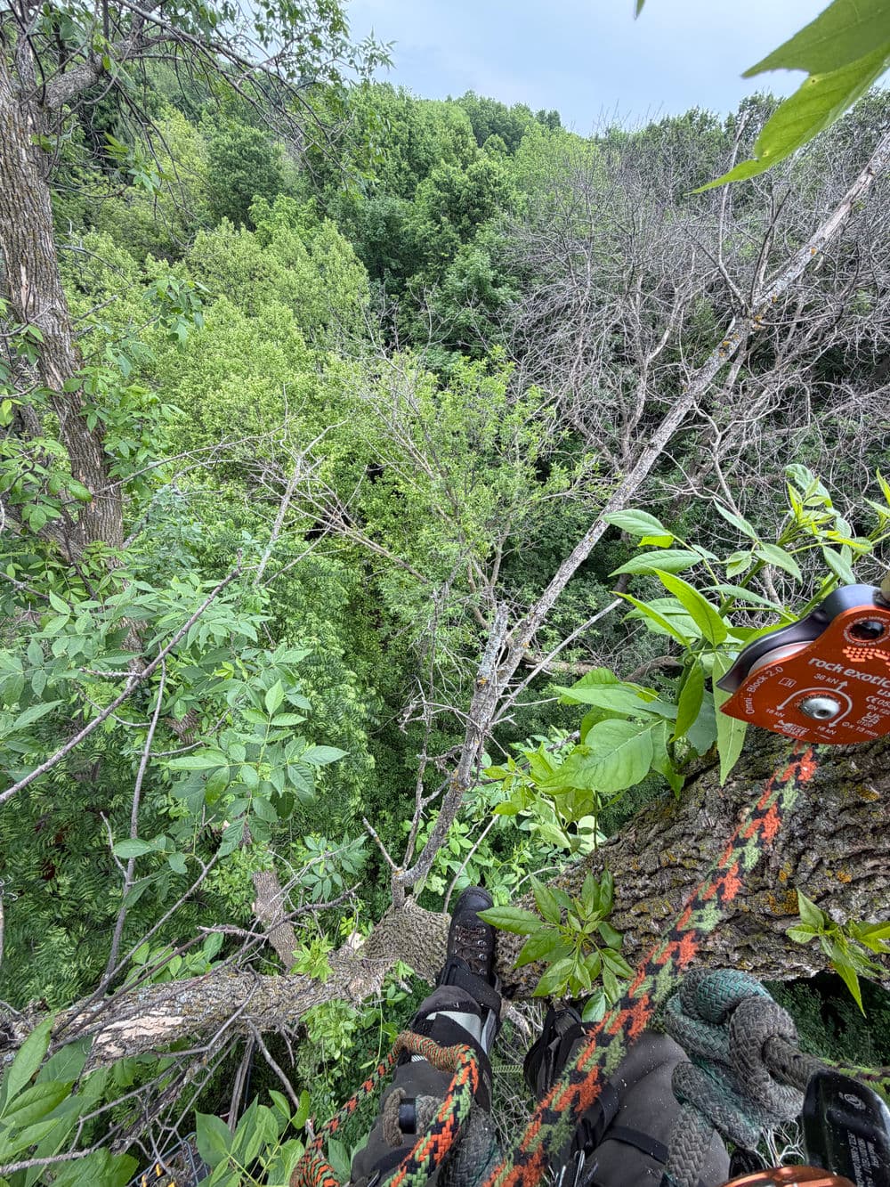 Same-Day Ash Tree Removal in Excelsior image