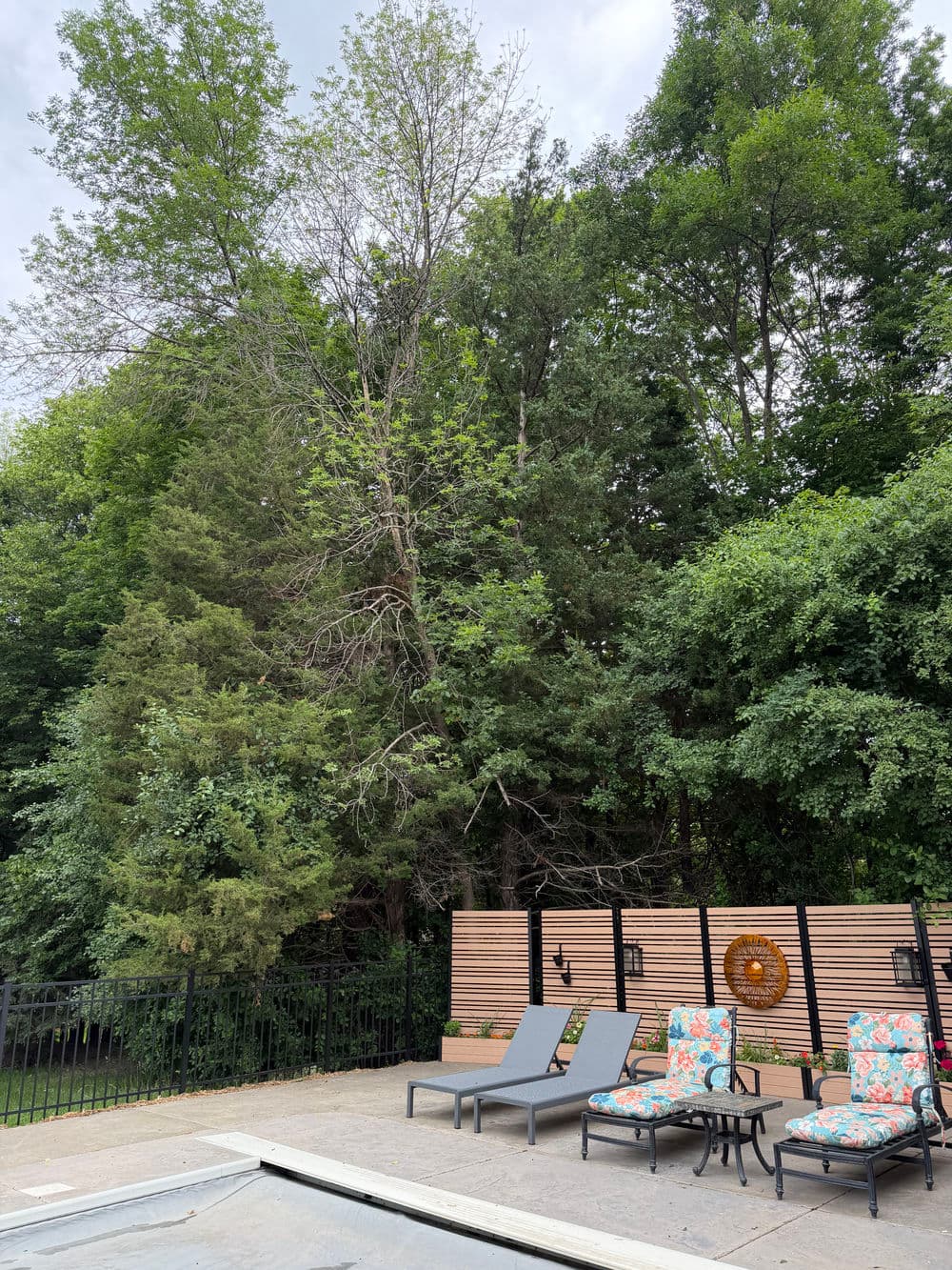 Gallery photos for Diseased Ash Tree Removal and Shrub Pruning in Shorewood MN: Image #2