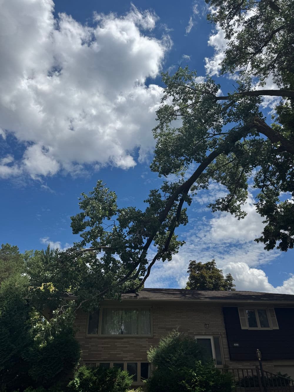 Storm-Damaged Cottonwood Removal in Minneapolis image