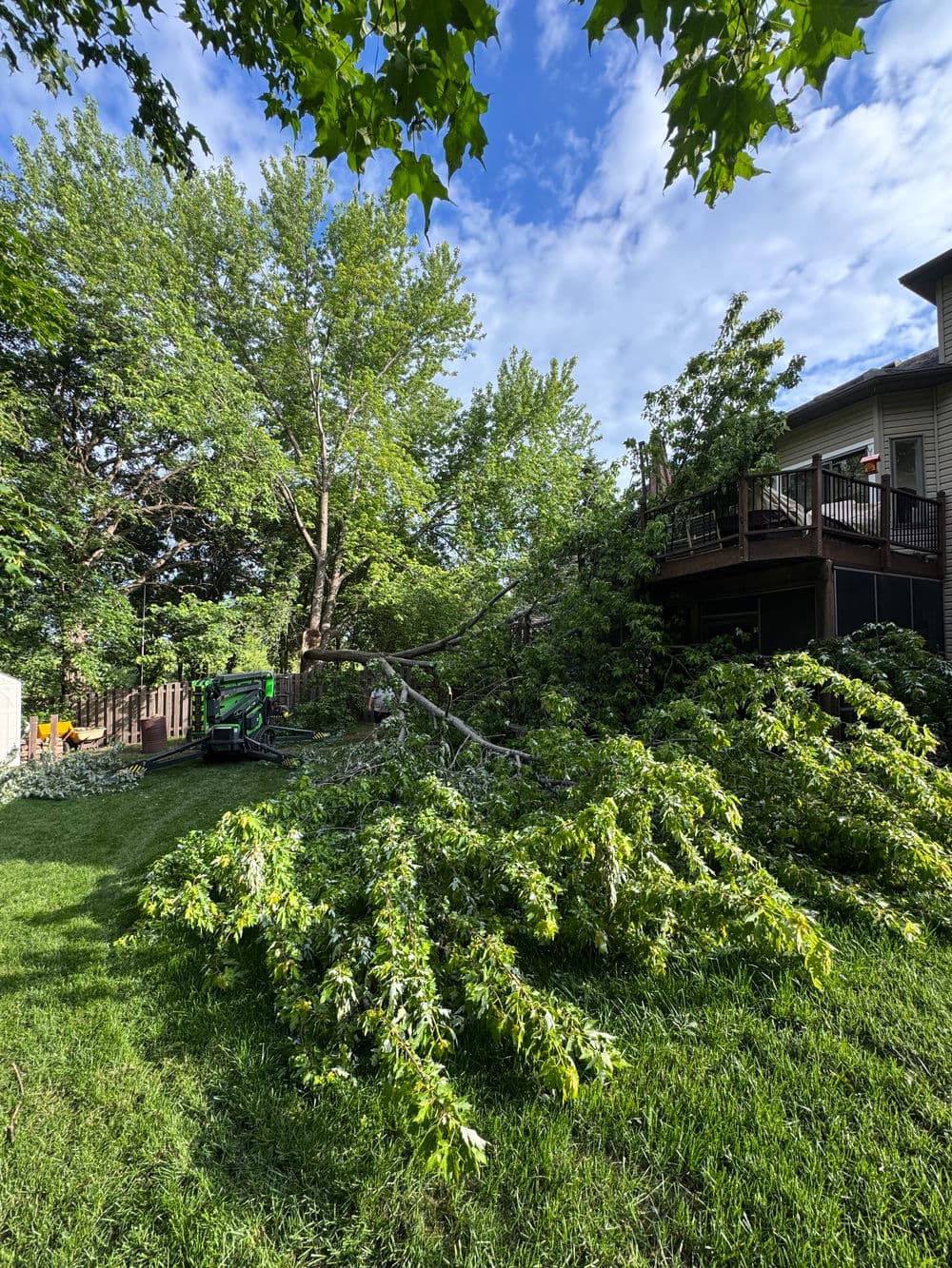 Storm-Damaged Maple Taken Down After It Fell on a Deck in Delano image