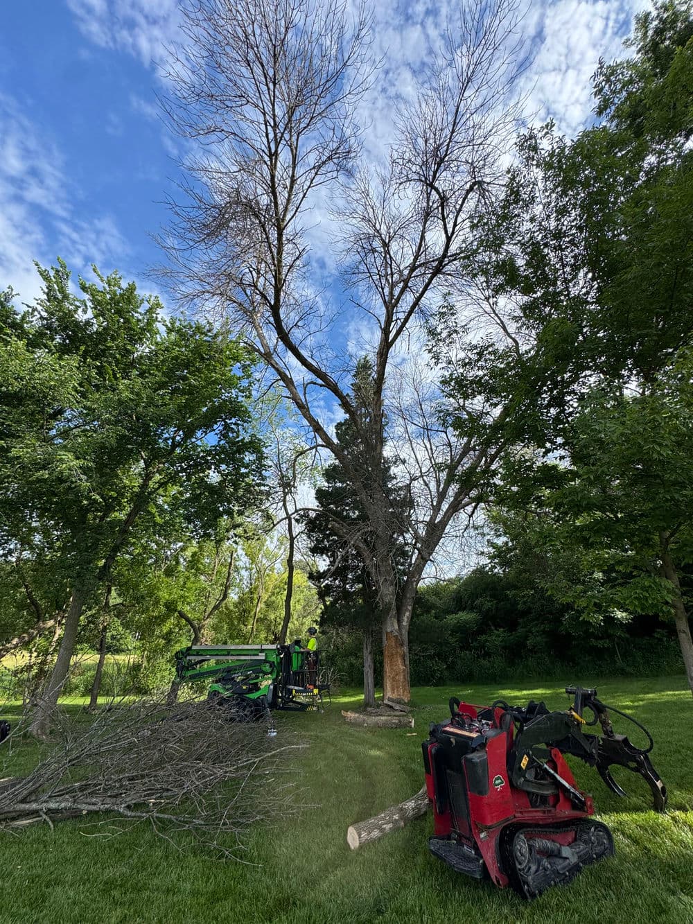Decayed Ash Tree and Hazard Removal Near Pool in Maple Plain image