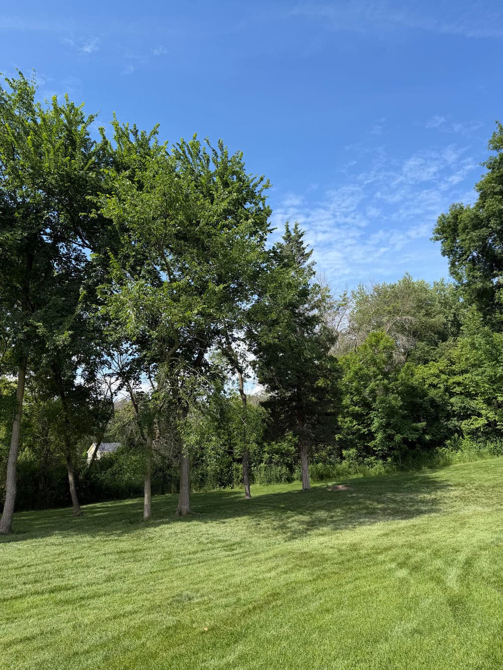 Gallery photos for Decayed Ash Tree and Hazard Removal Near Pool in Maple Plain: Image #2