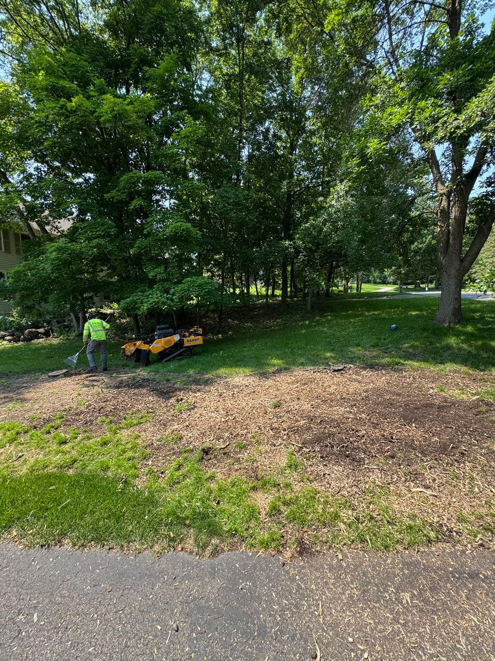 Project Four Pine Stumps Ground Down Clean in Excelsior image
