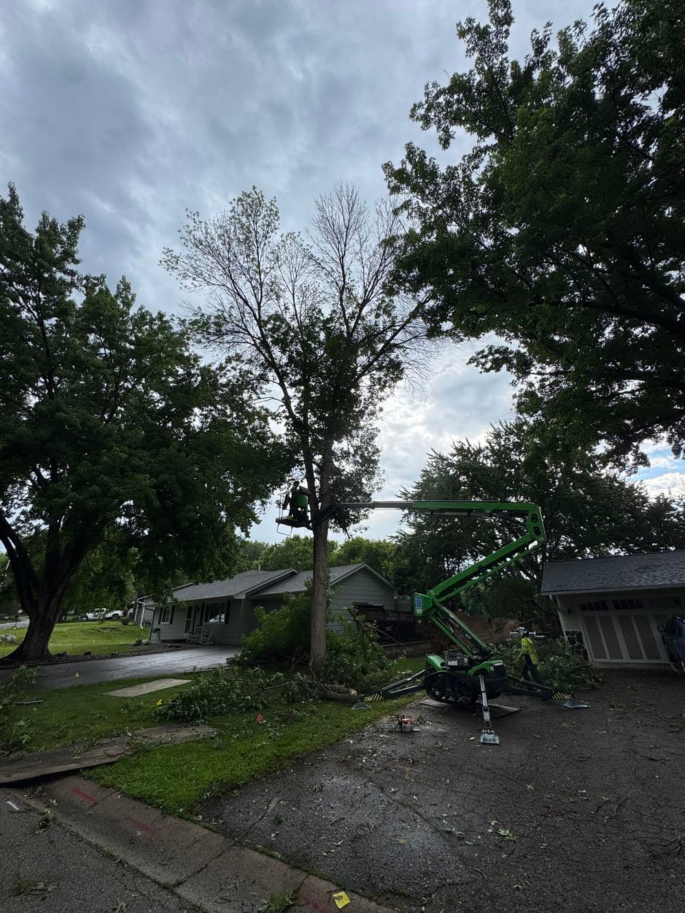 Gallery photos for Dead Ash Removal and Elm Tree Preservation in Chaska: Image #1