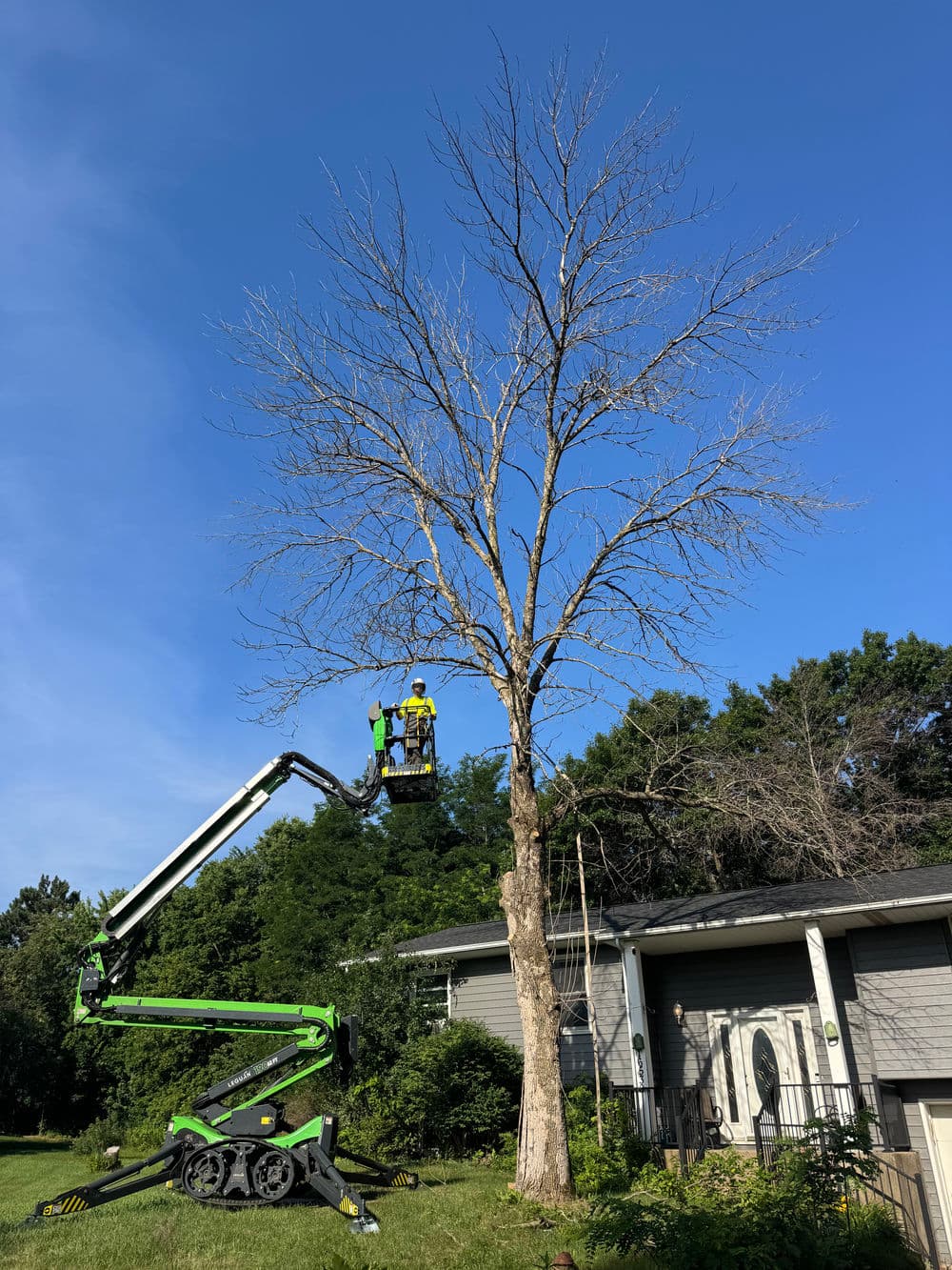 Project Two Dead Ash Trees Removed in Ramsey MN image