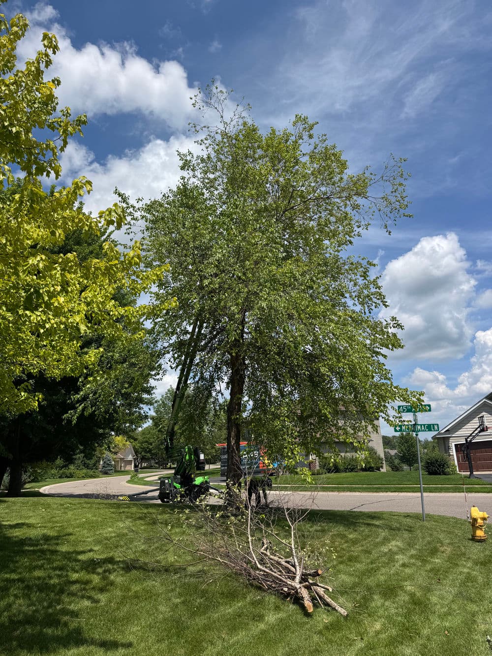 Deadwood Pruning and Broken Limb Removal in Minneapolis image
