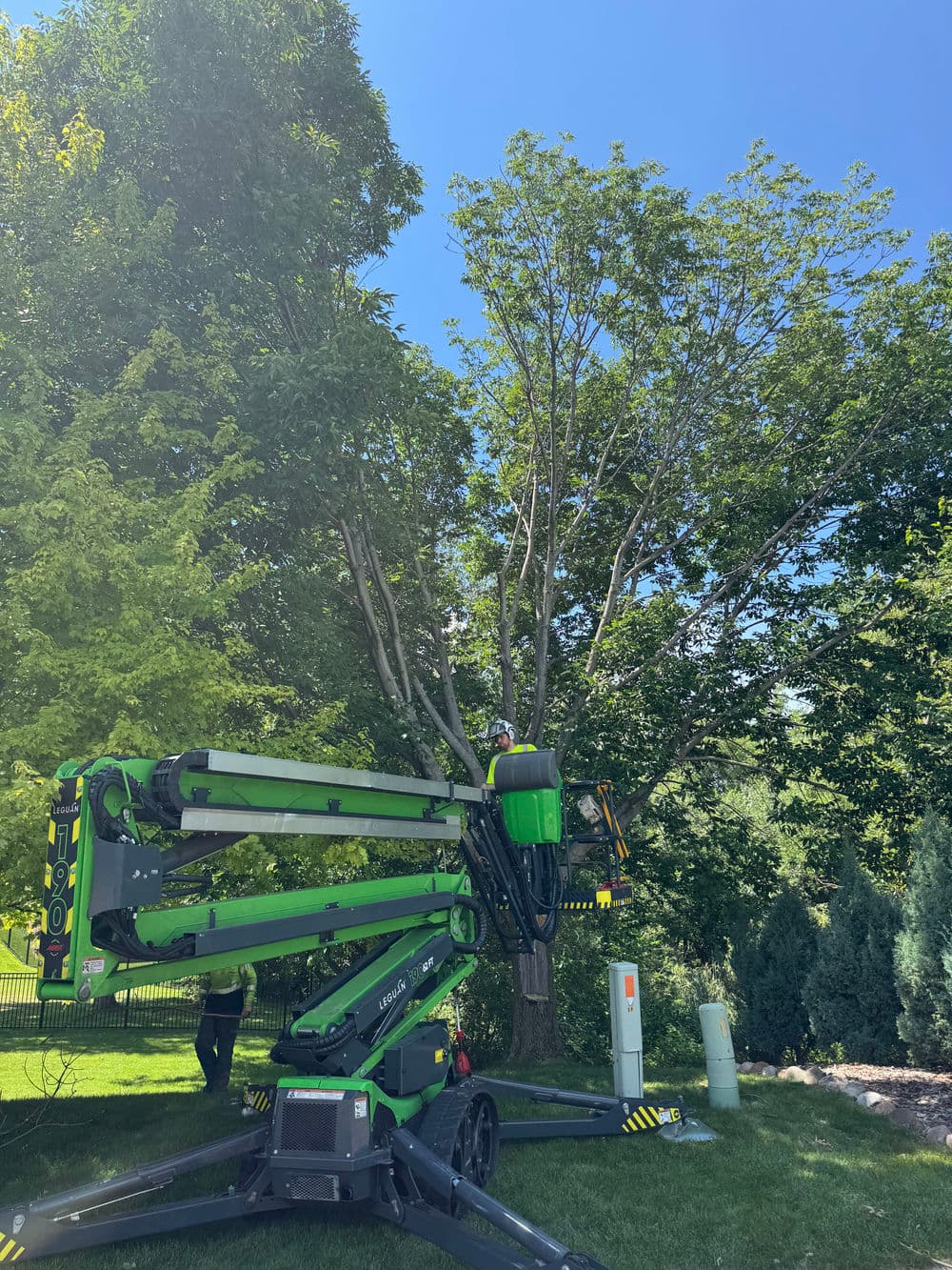 Gallery photos for Deadwood Pruning and Broken Limb Removal in Minneapolis: Image #1