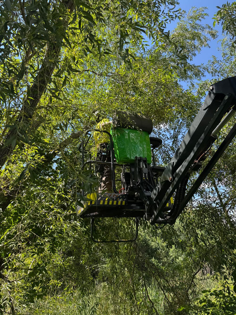 Gallery photos for Deadwood Pruning and Broken Limb Removal in Minneapolis: Image #2
