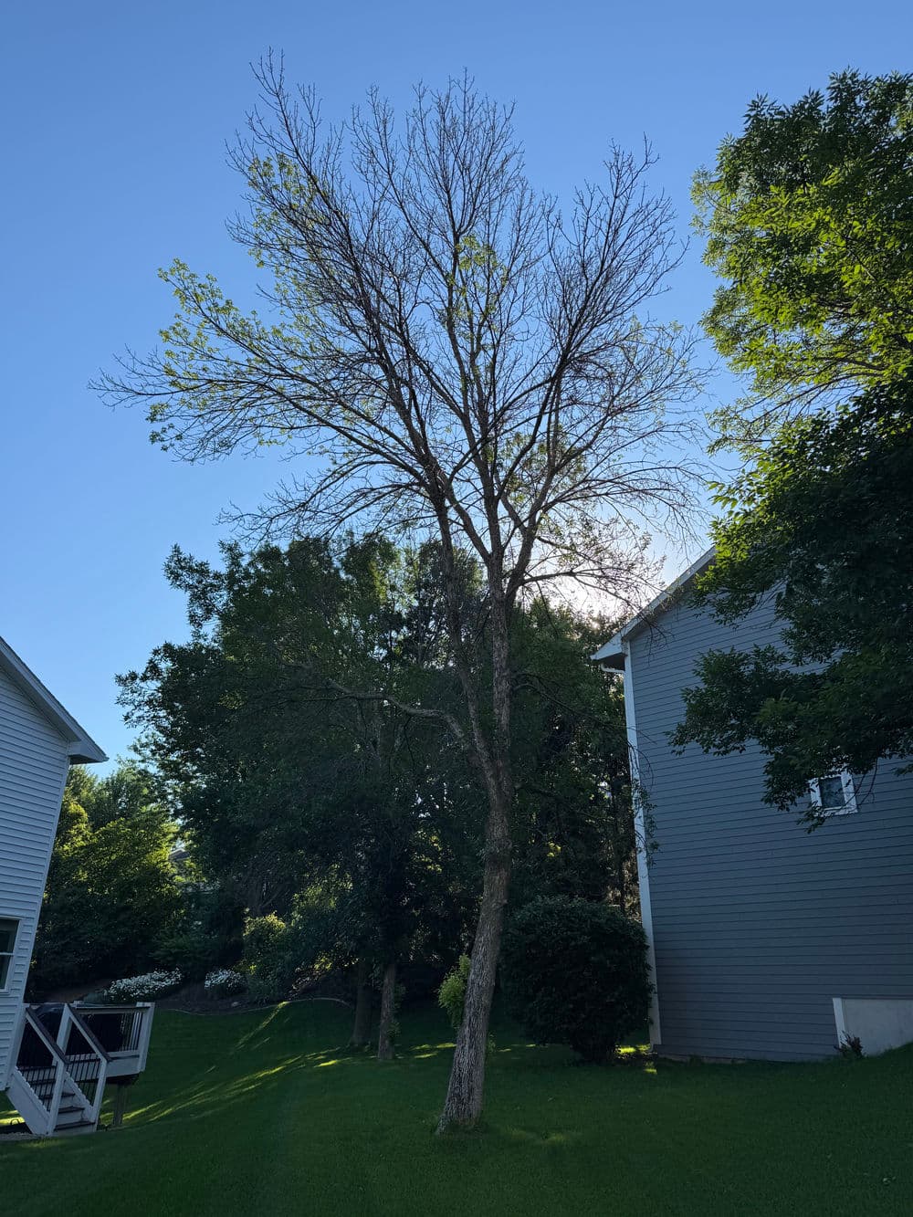 Project Dead Tree Removal Done Right in Maple Grove image