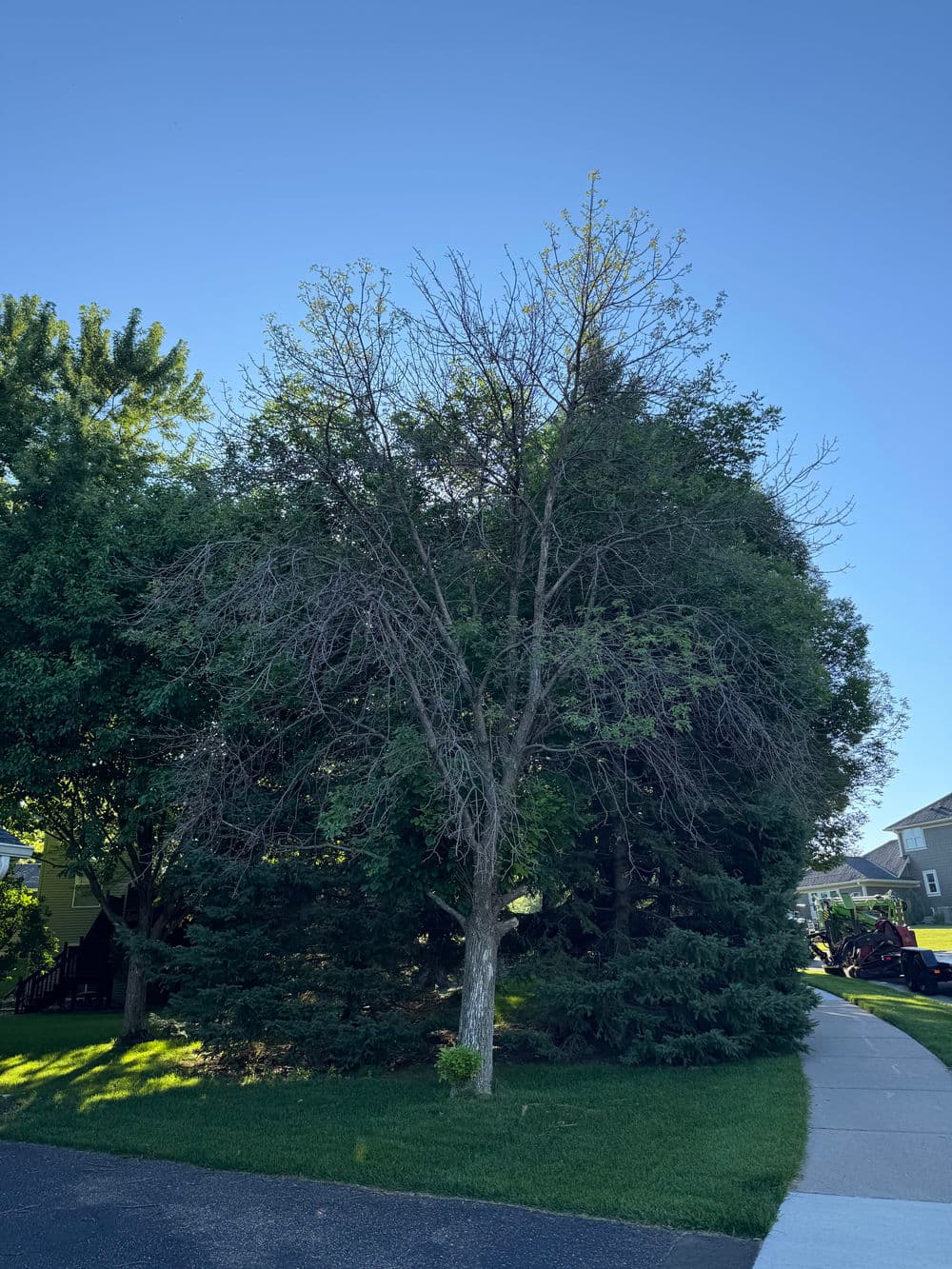 Gallery photos for Dead Tree Removal Done Right in Maple Grove: Image #2
