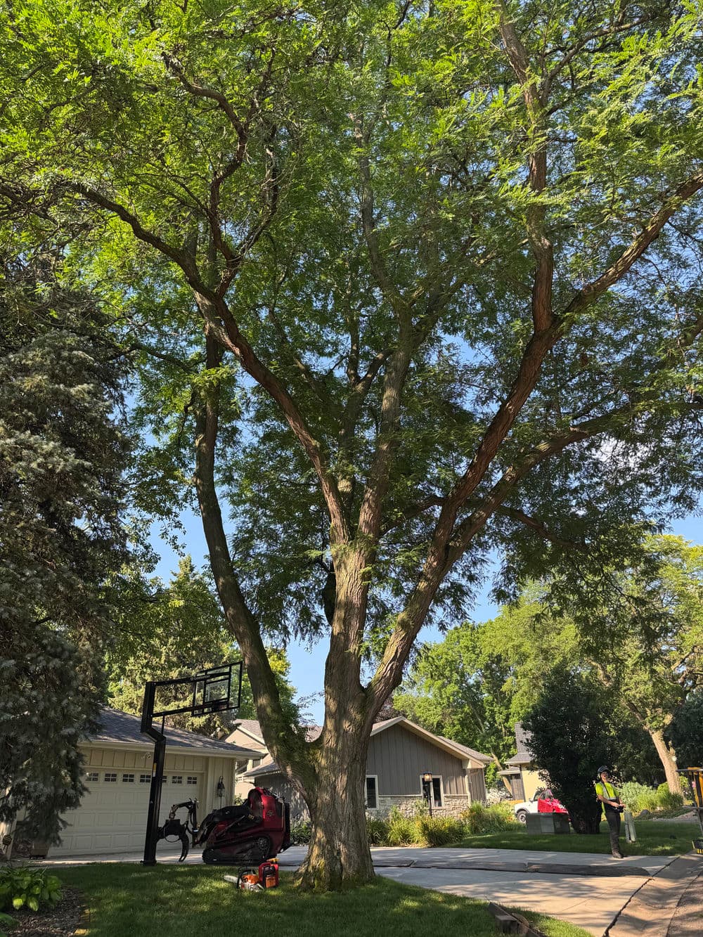 Project Roof Clearance, Dead Wood Removal, and a Lake View Restored in Minneapolis image