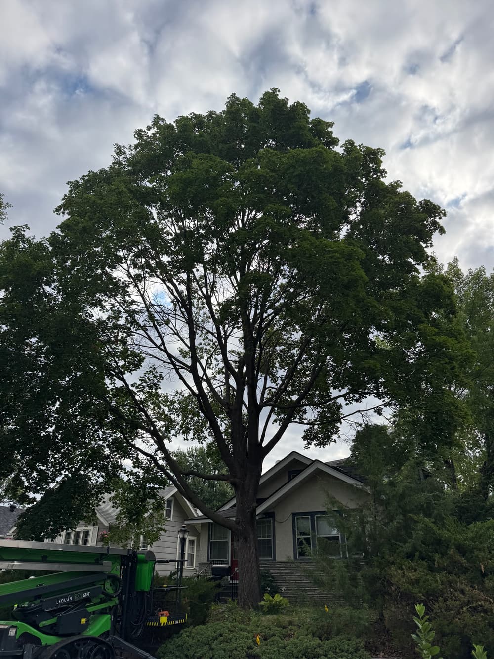 Project Two Maple Tree Removals Done Right in Minneapolis image
