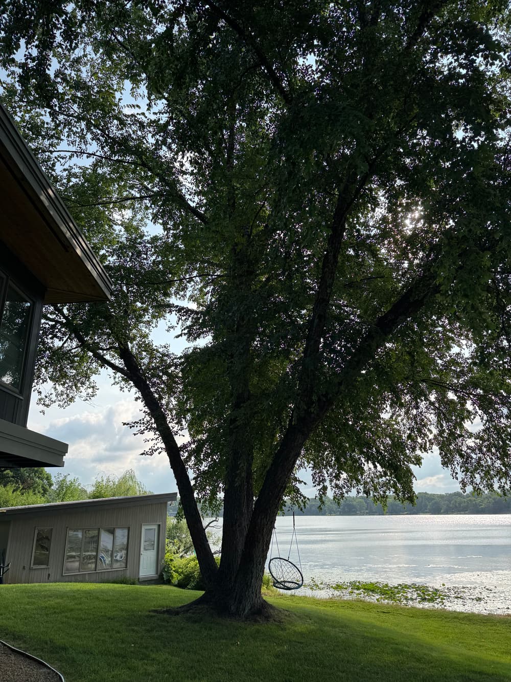 Project Two Birch Trees Down at a North Oaks Lakefront Property image