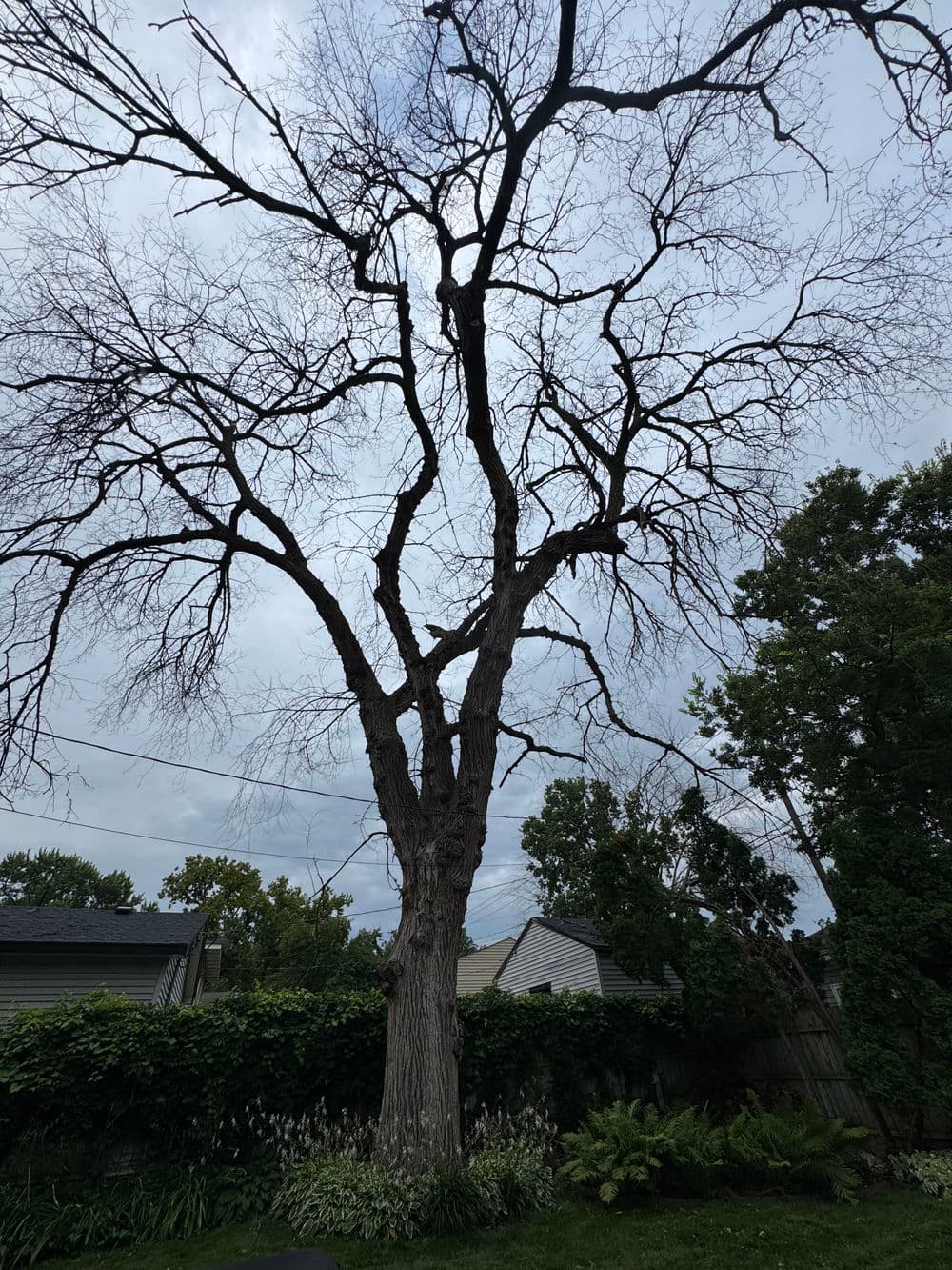 Project Massive Dead Elm Crane Removal in Minneapolis image