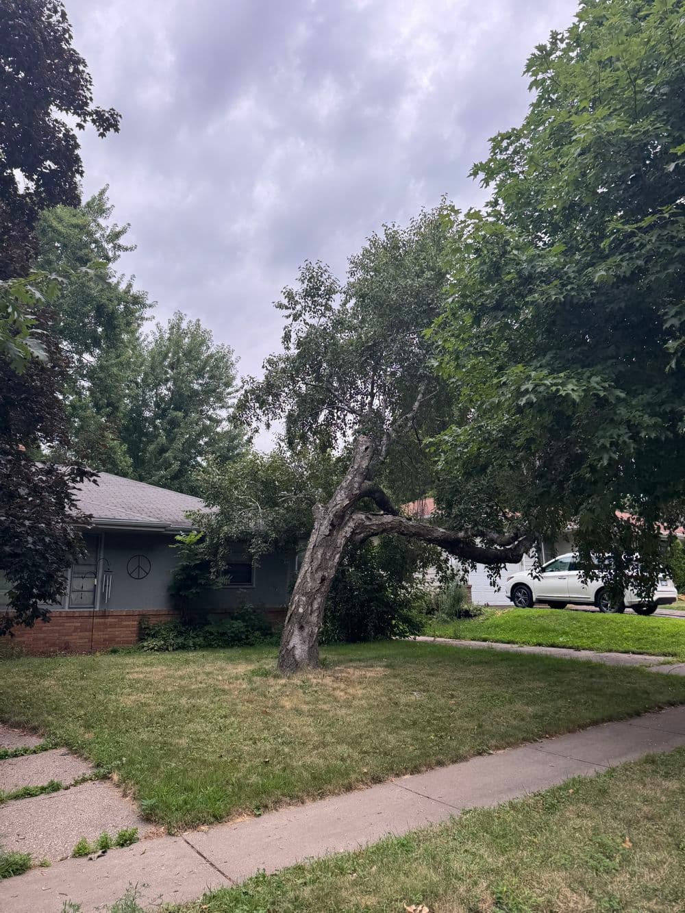 Contract Tree Work in Falcon Heights Birch Removal Pruning and More image