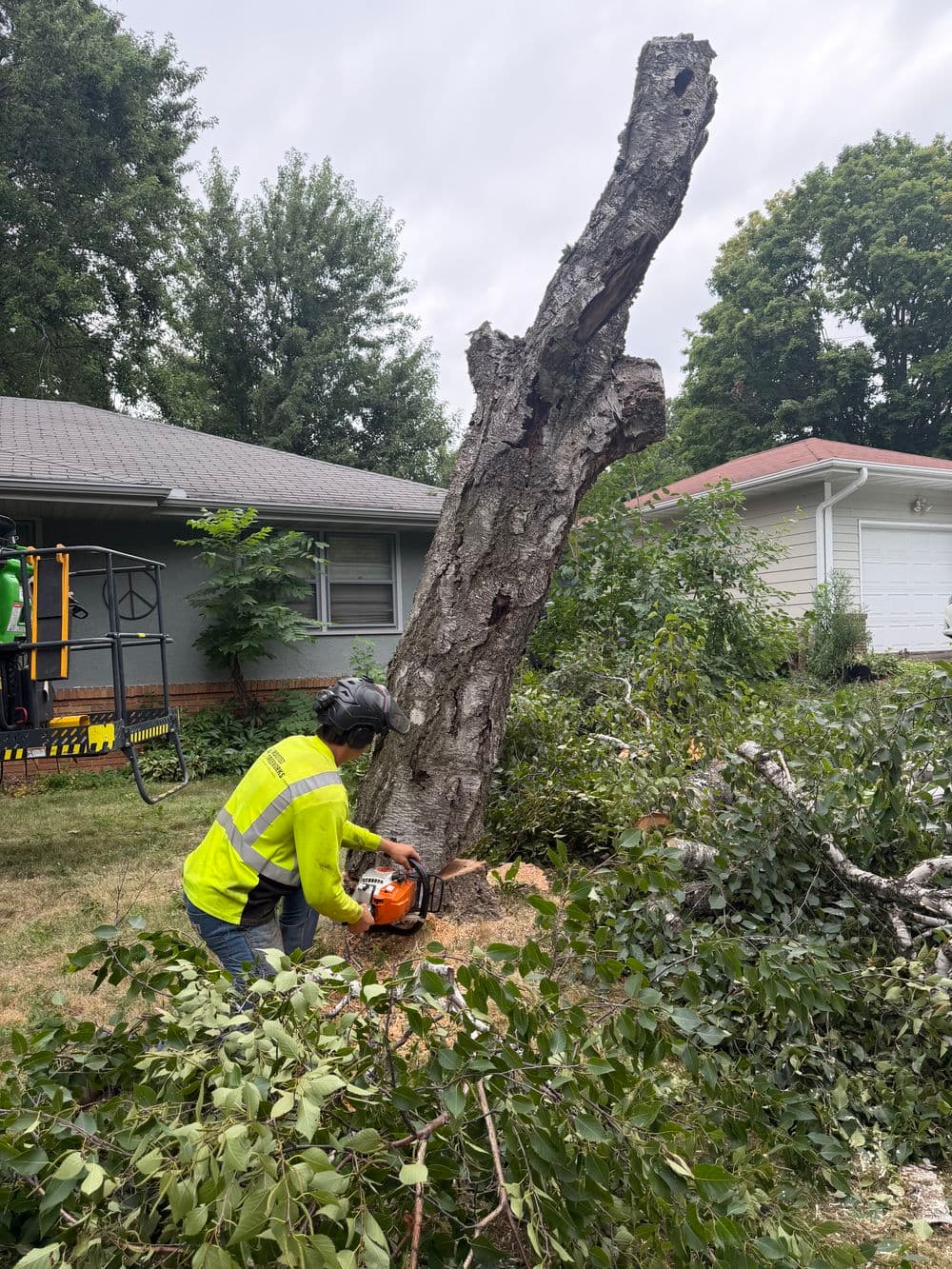 Gallery photos for Contract Tree Work in Falcon Heights Birch Removal Pruning and More: Image #1