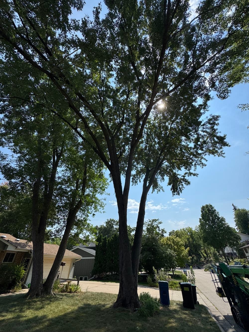 Rotten Maple Removal and Silver Maple Canopy Pruning in Minneapolis image