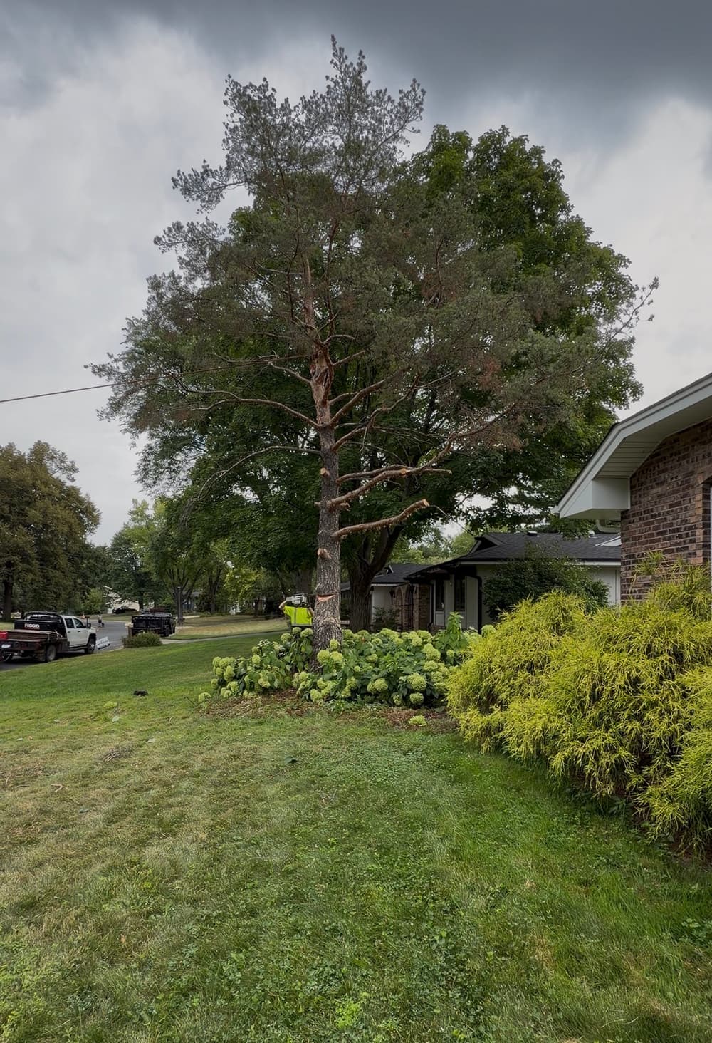 Project Two Tree Removals and Stump Grinding in Golden Valley image
