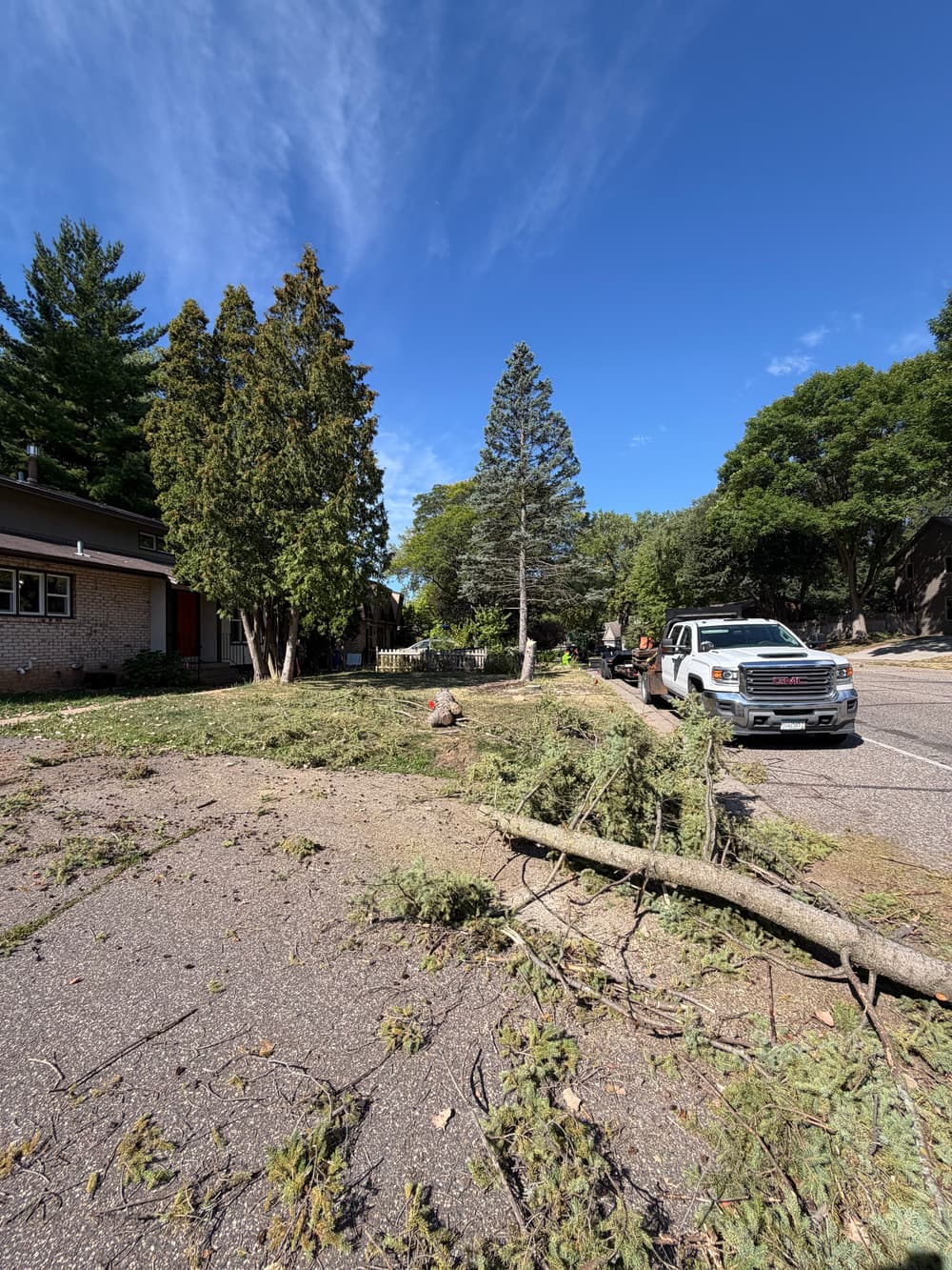 Dying Pine Removal and Arborvitae Pruning in New Brighton
