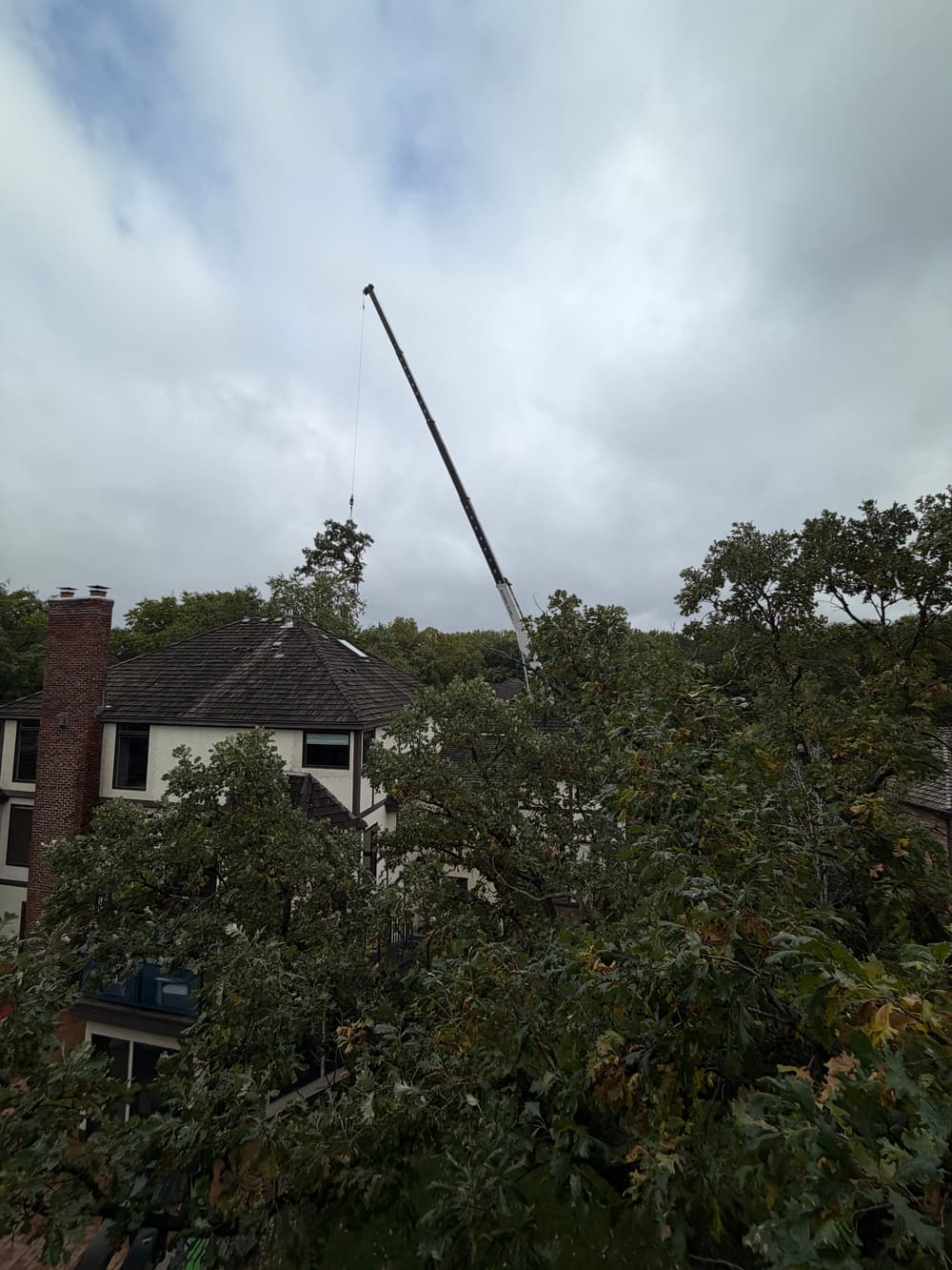 Gallery photos for Oak Pruning, Pine Removal and Stump Grinding in Eden Prairie: Image #1