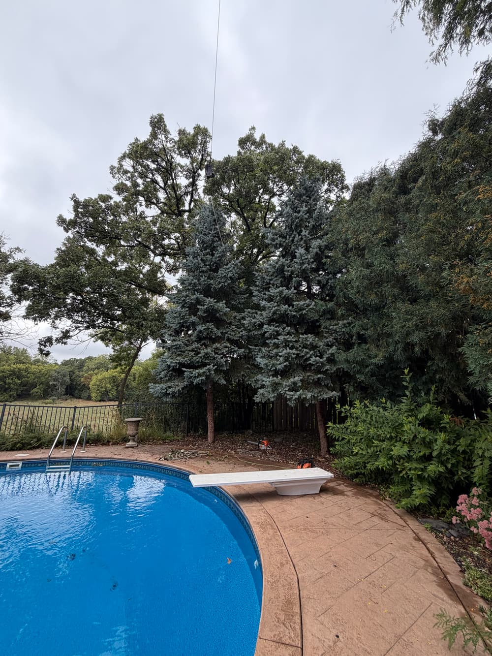 Gallery photos for Oak Pruning, Pine Removal and Stump Grinding in Eden Prairie: Image #2