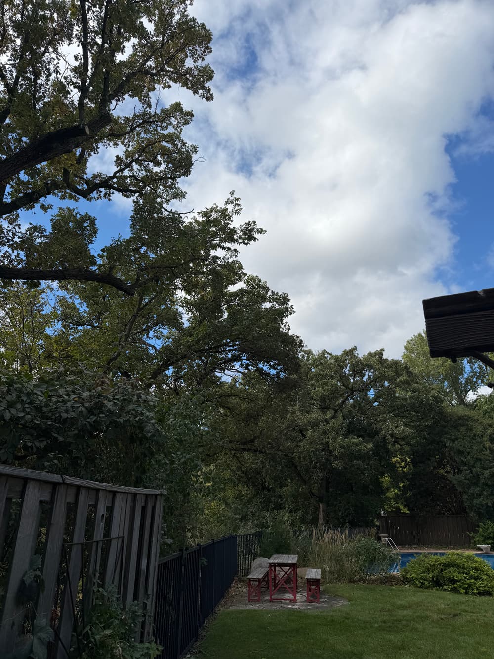 Gallery photos for Oak Pruning, Pine Removal and Stump Grinding in Eden Prairie: Image #3