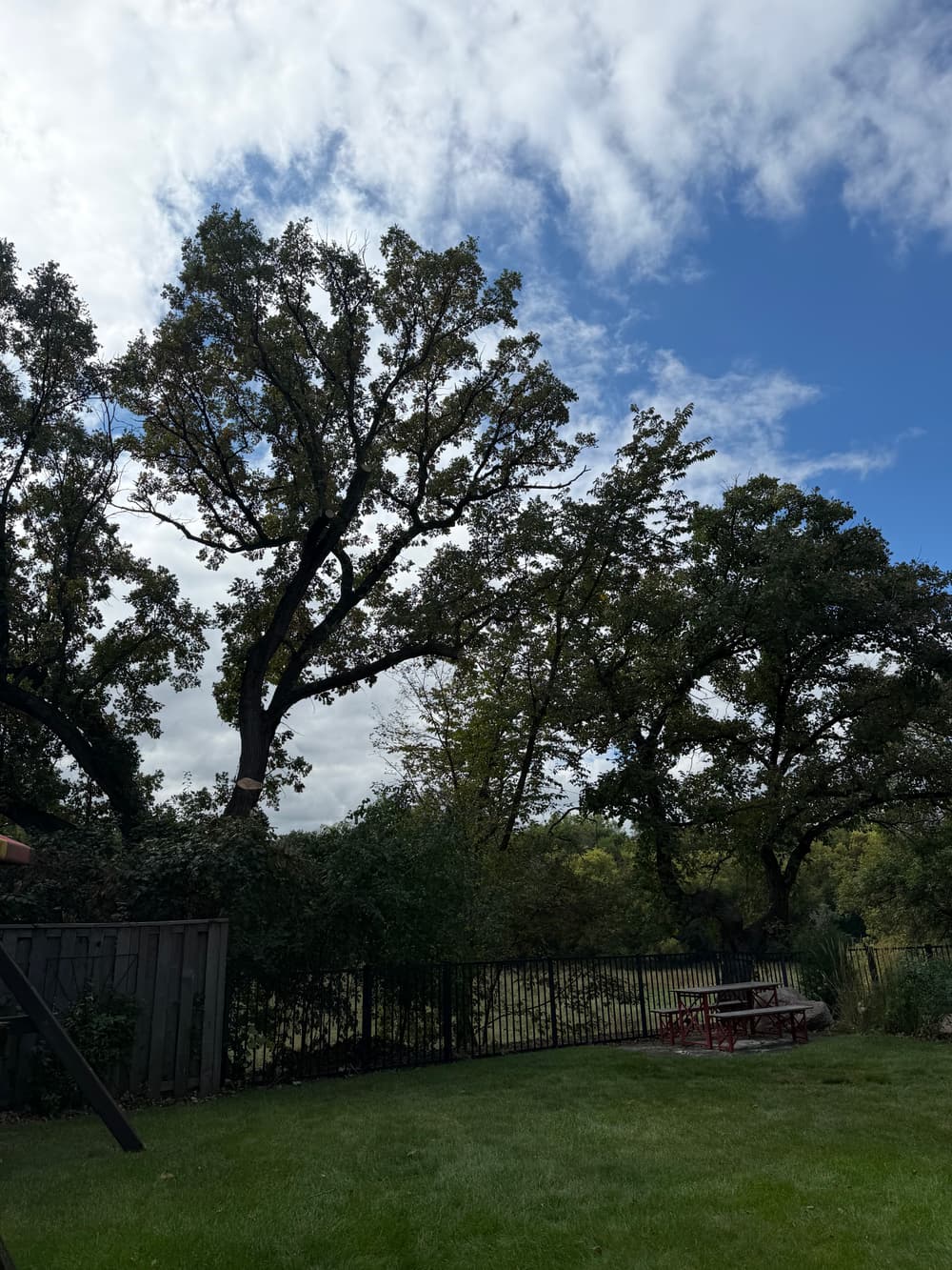 Gallery photos for Oak Pruning, Pine Removal and Stump Grinding in Eden Prairie: Image #4